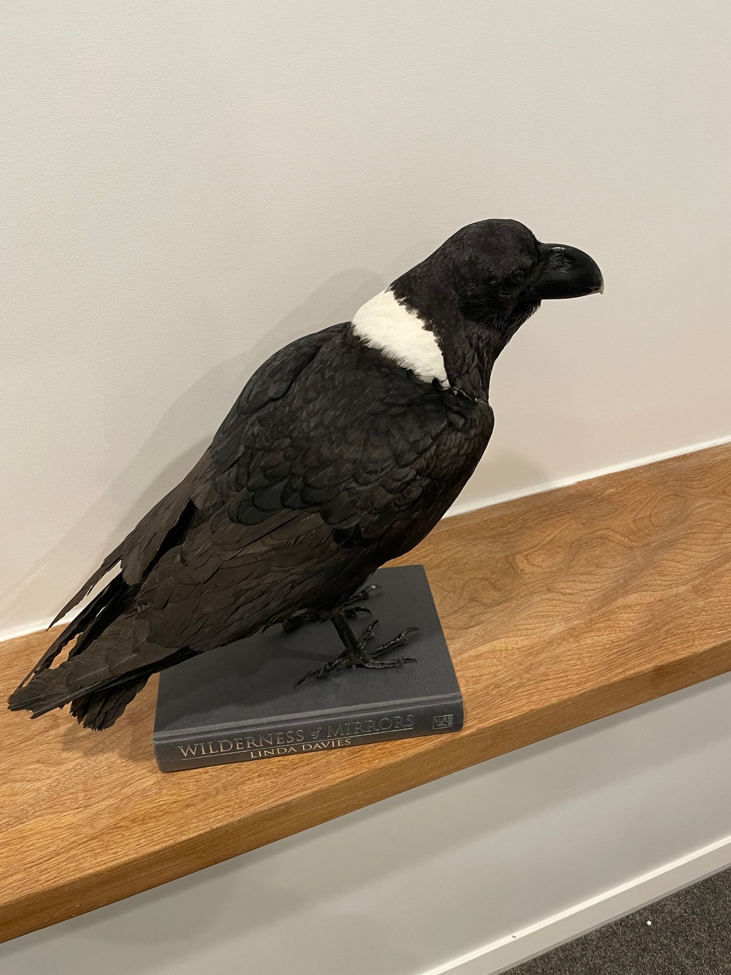 Pied Raven