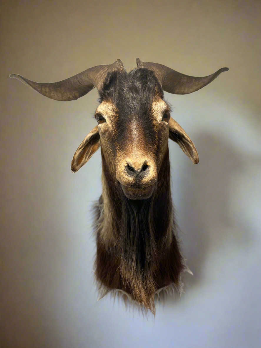 Arapawa goat shoulder mount