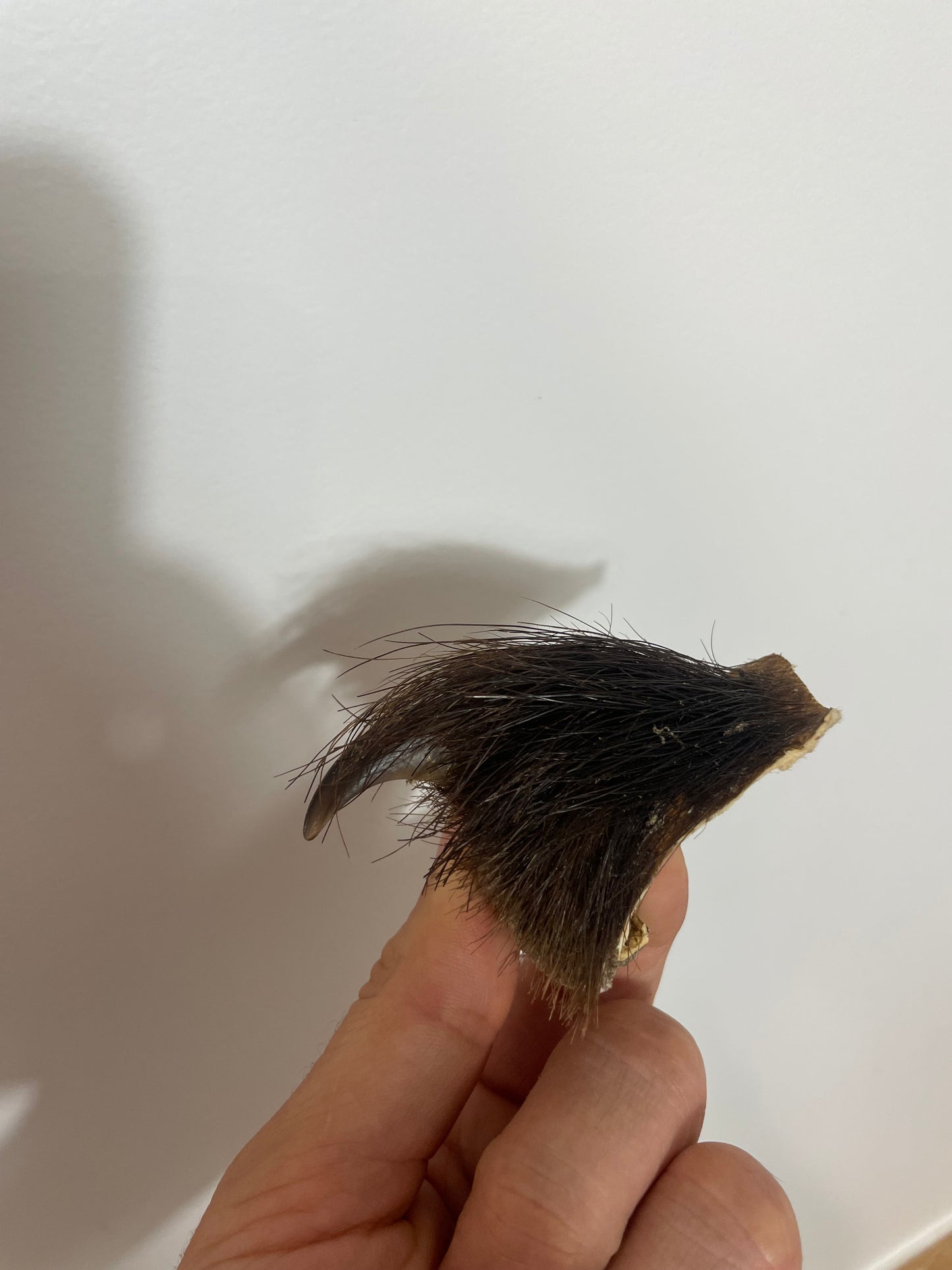 Brown Bear back Claw