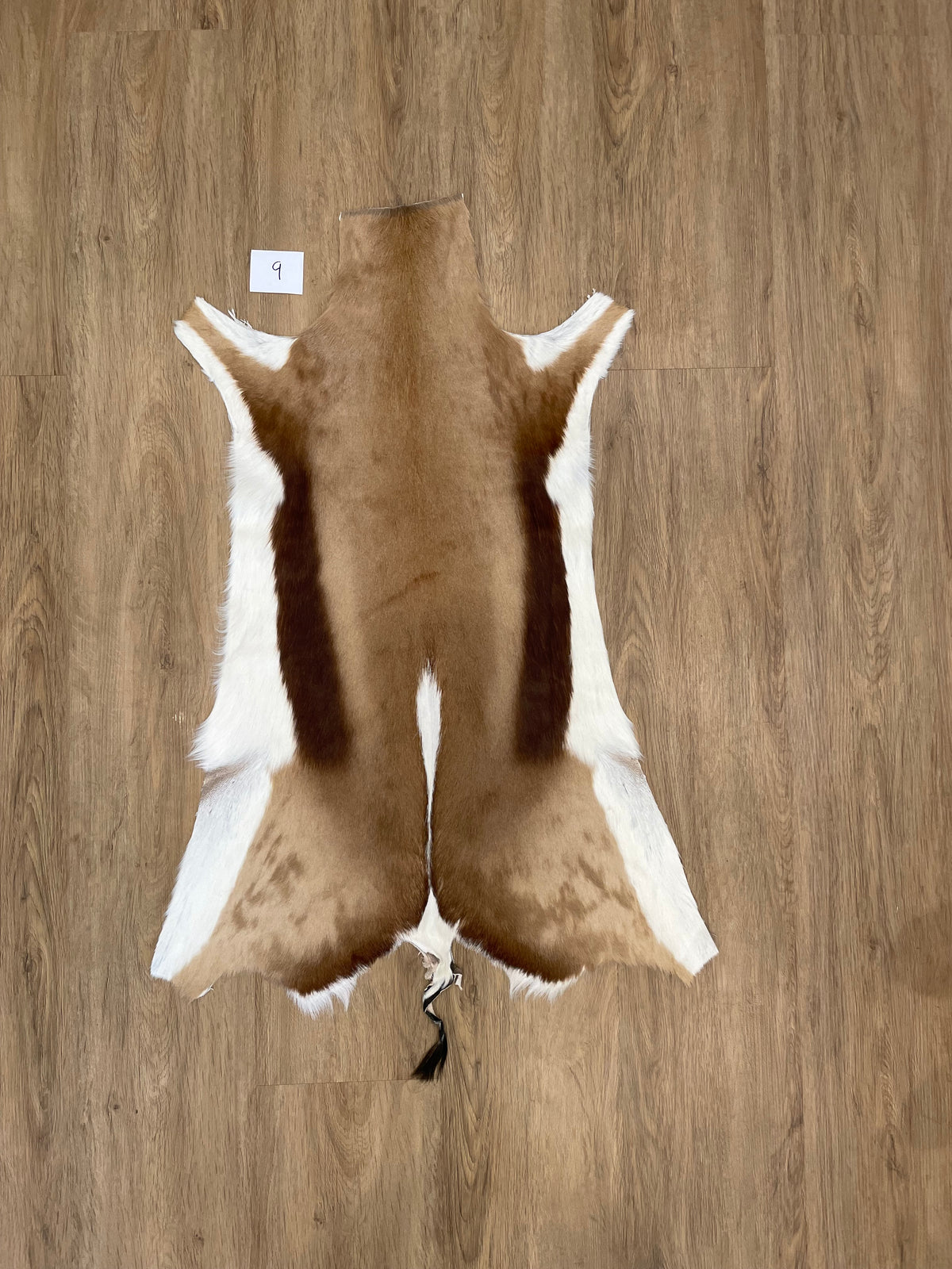Springbok Skin