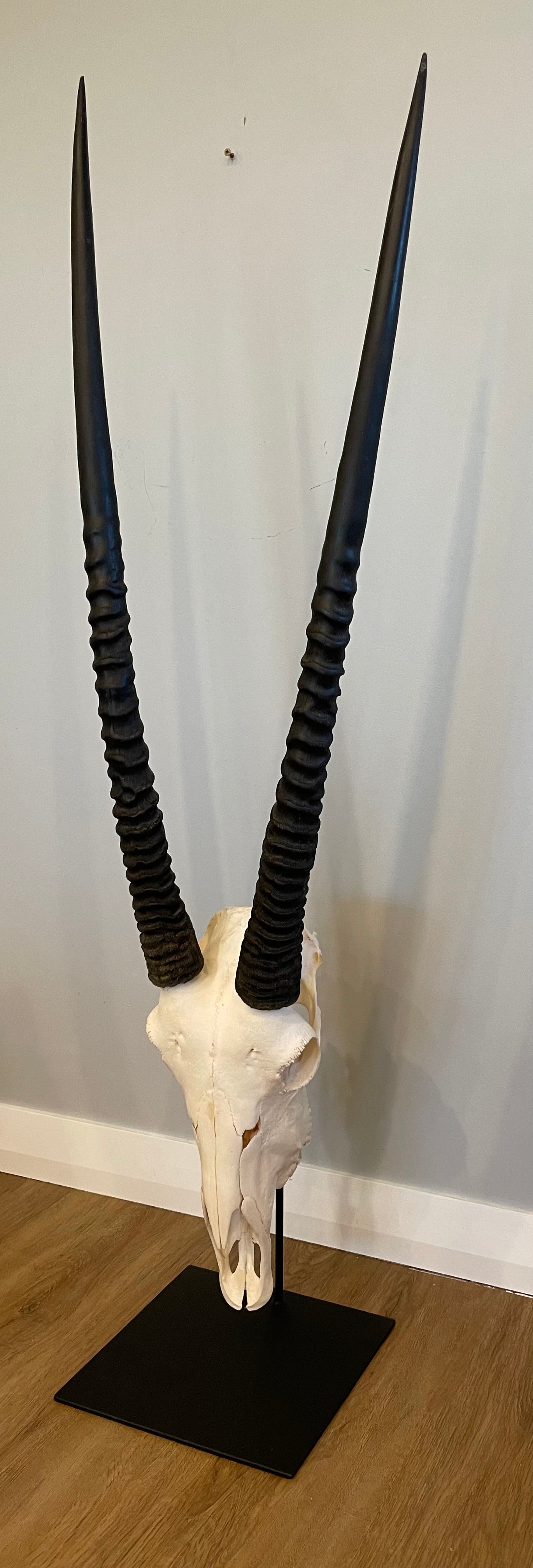 Gemsbok Skull