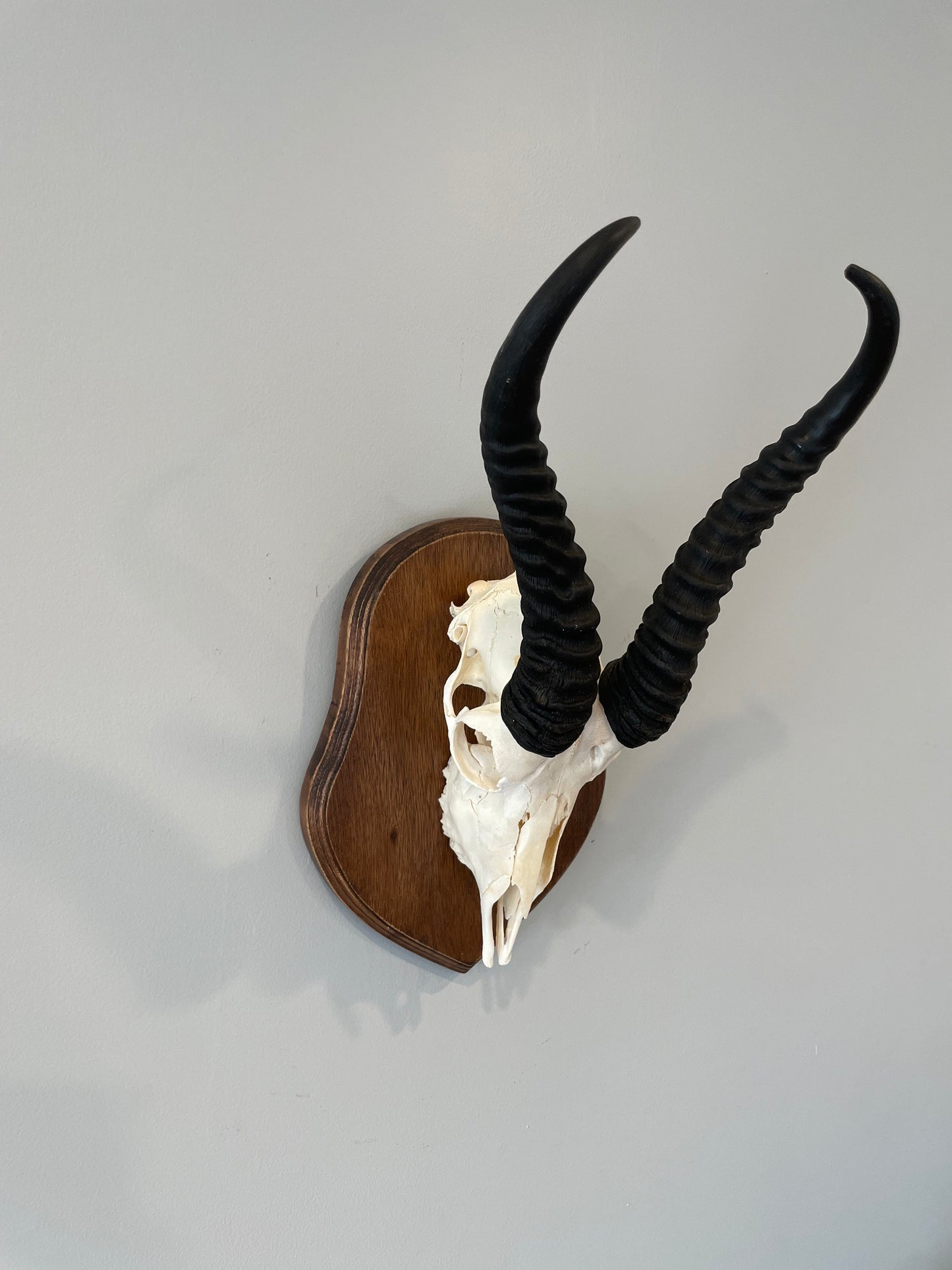 Springbok Euro Mount