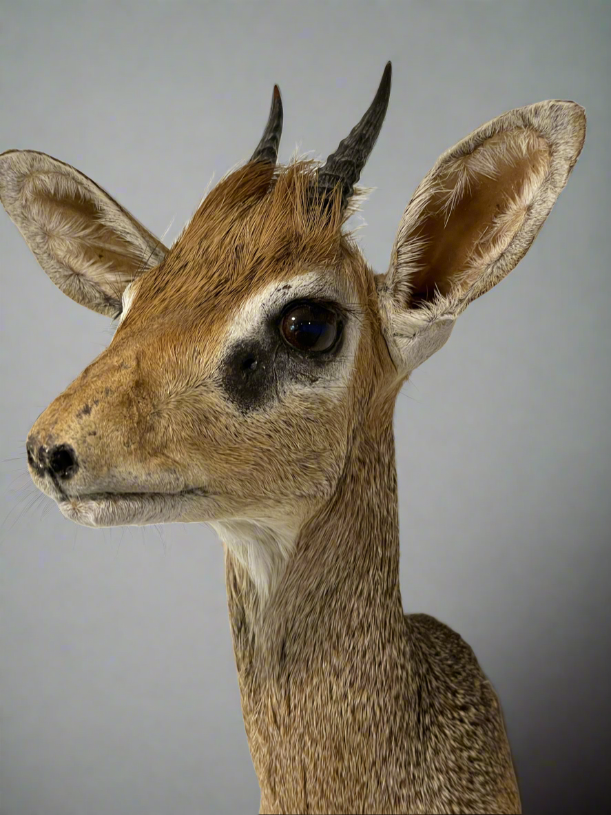 Dik-Dik