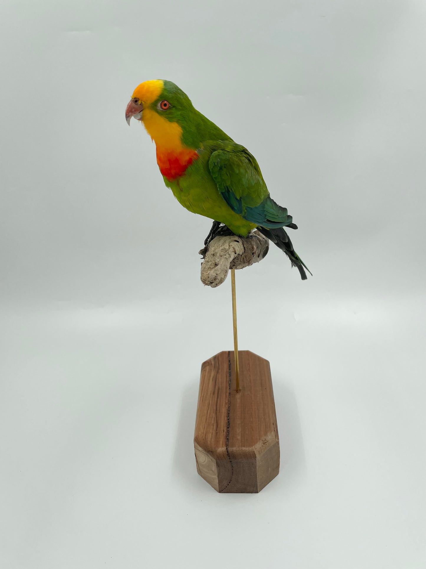 Barraband Parrot