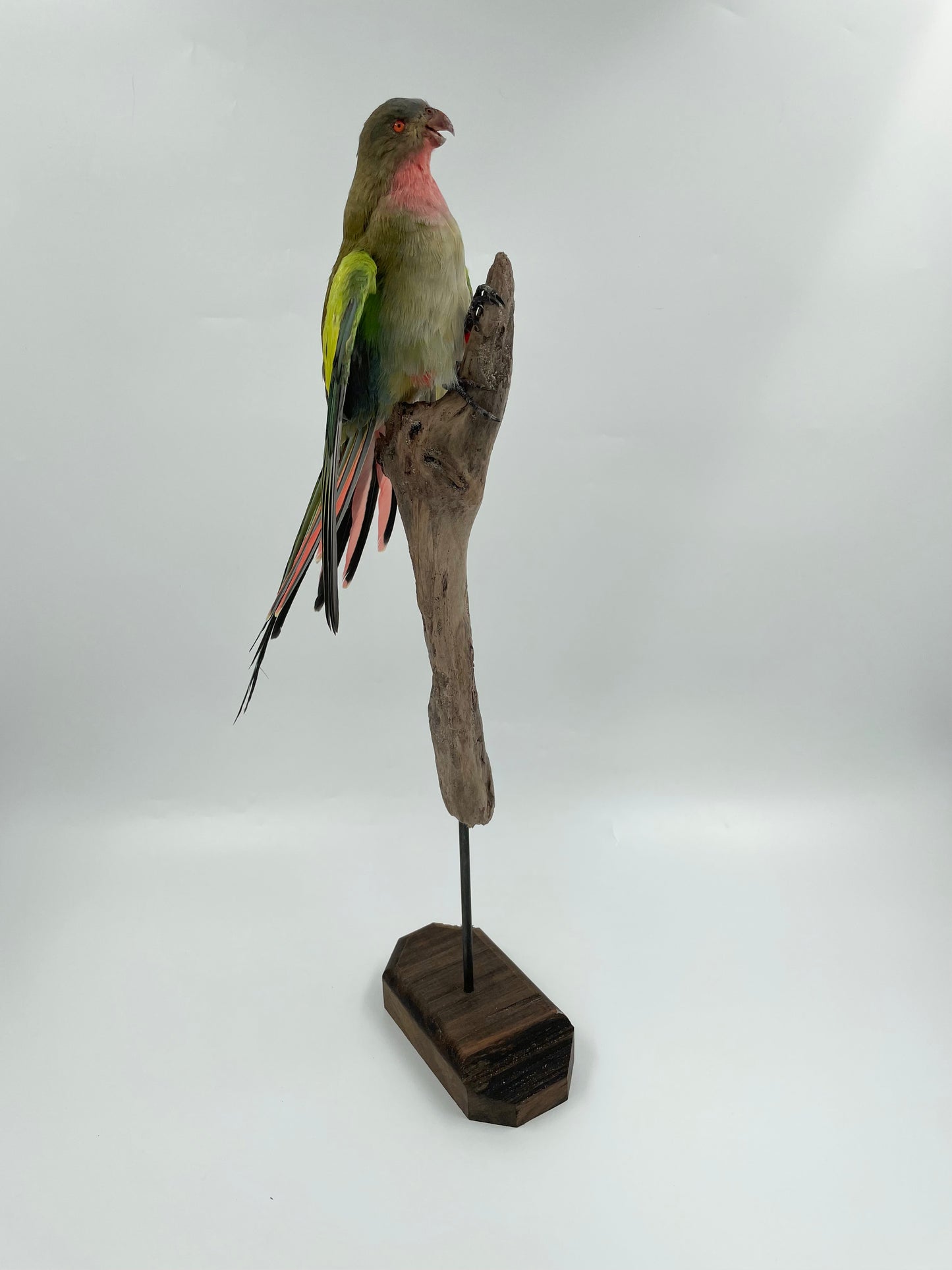 Princess Parrot