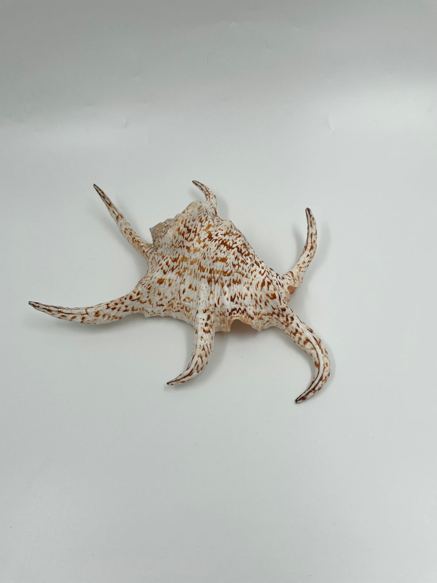 Sea Shell
