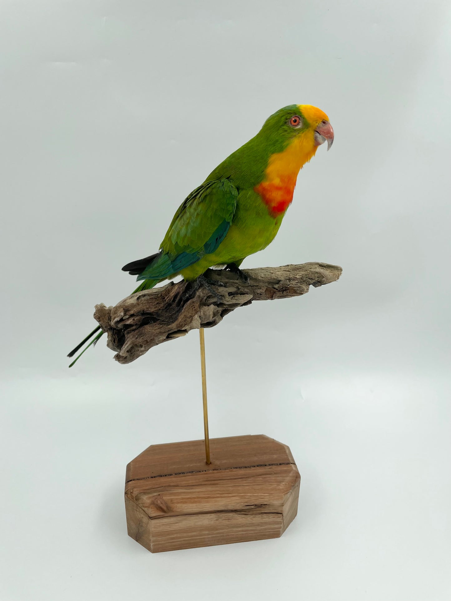 Barraband Parrot