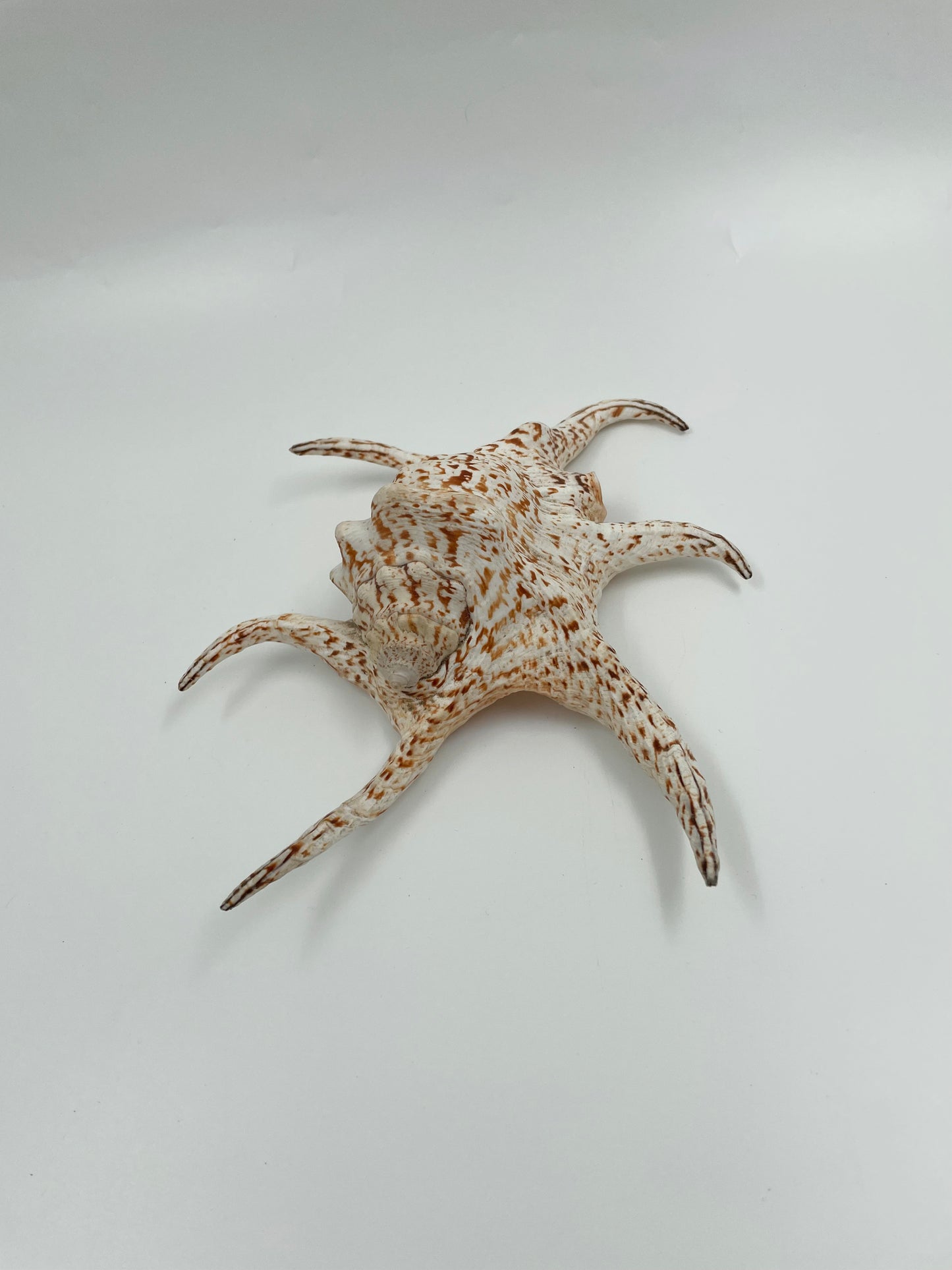 Sea Shell