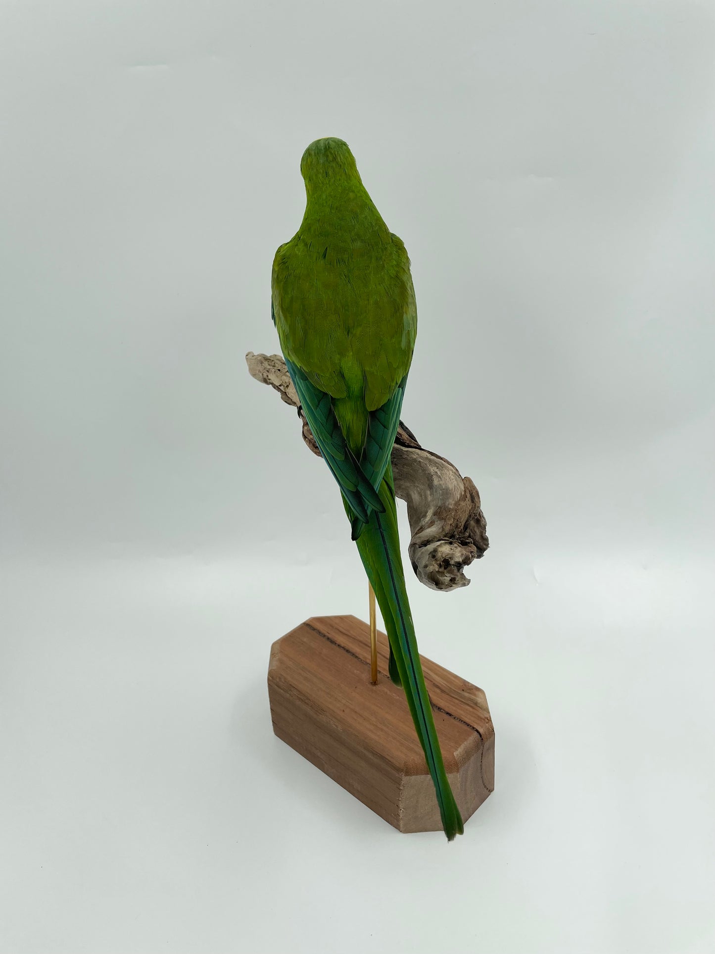 Barraband Parrot