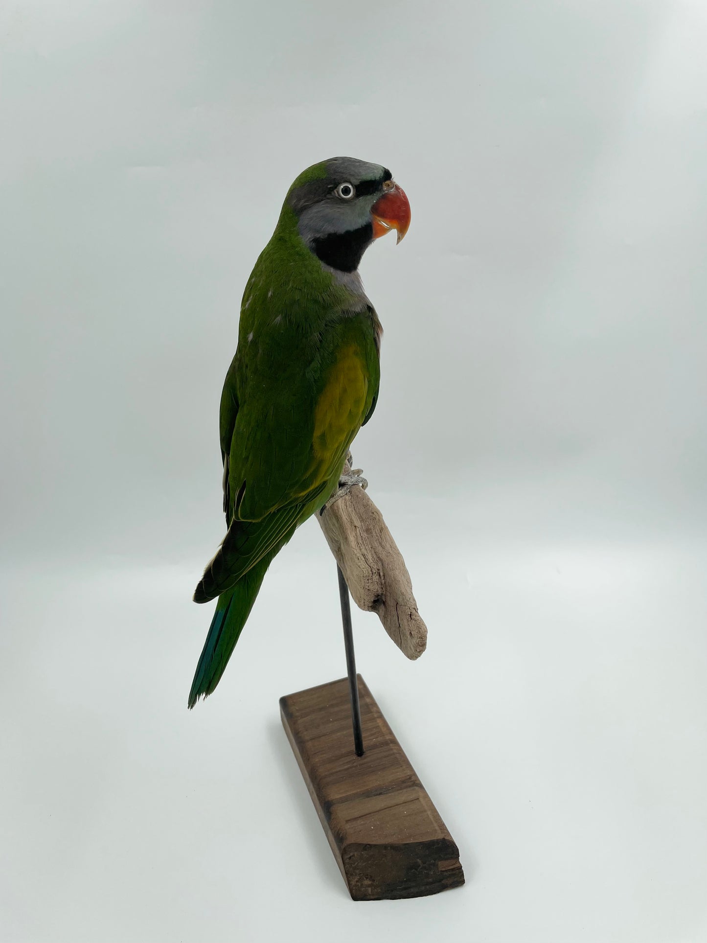 Derby Parrot
