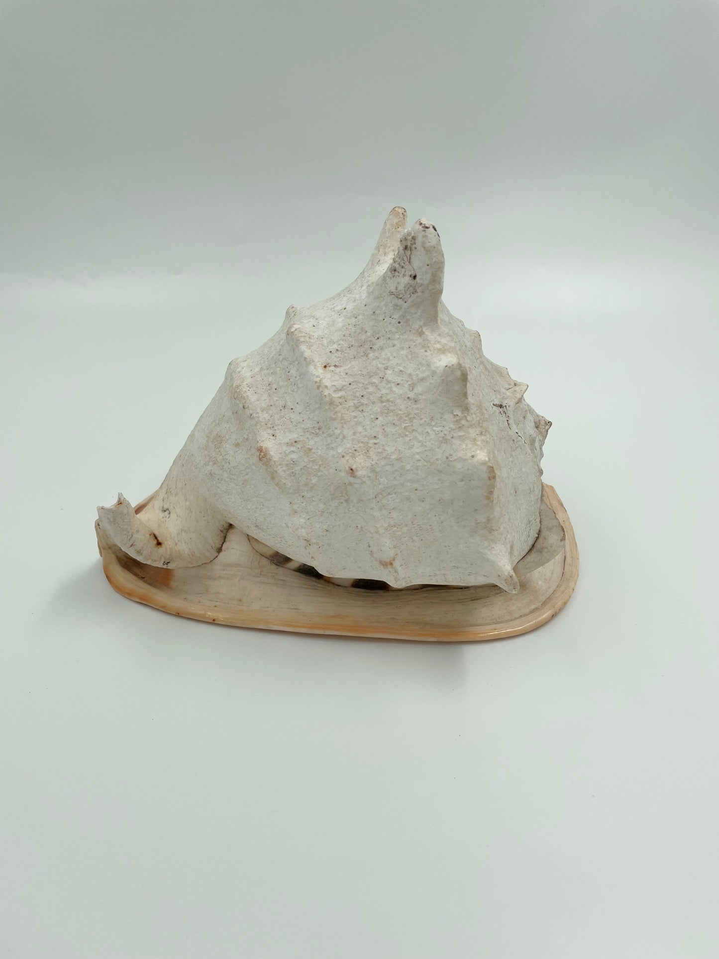 Conch Shell