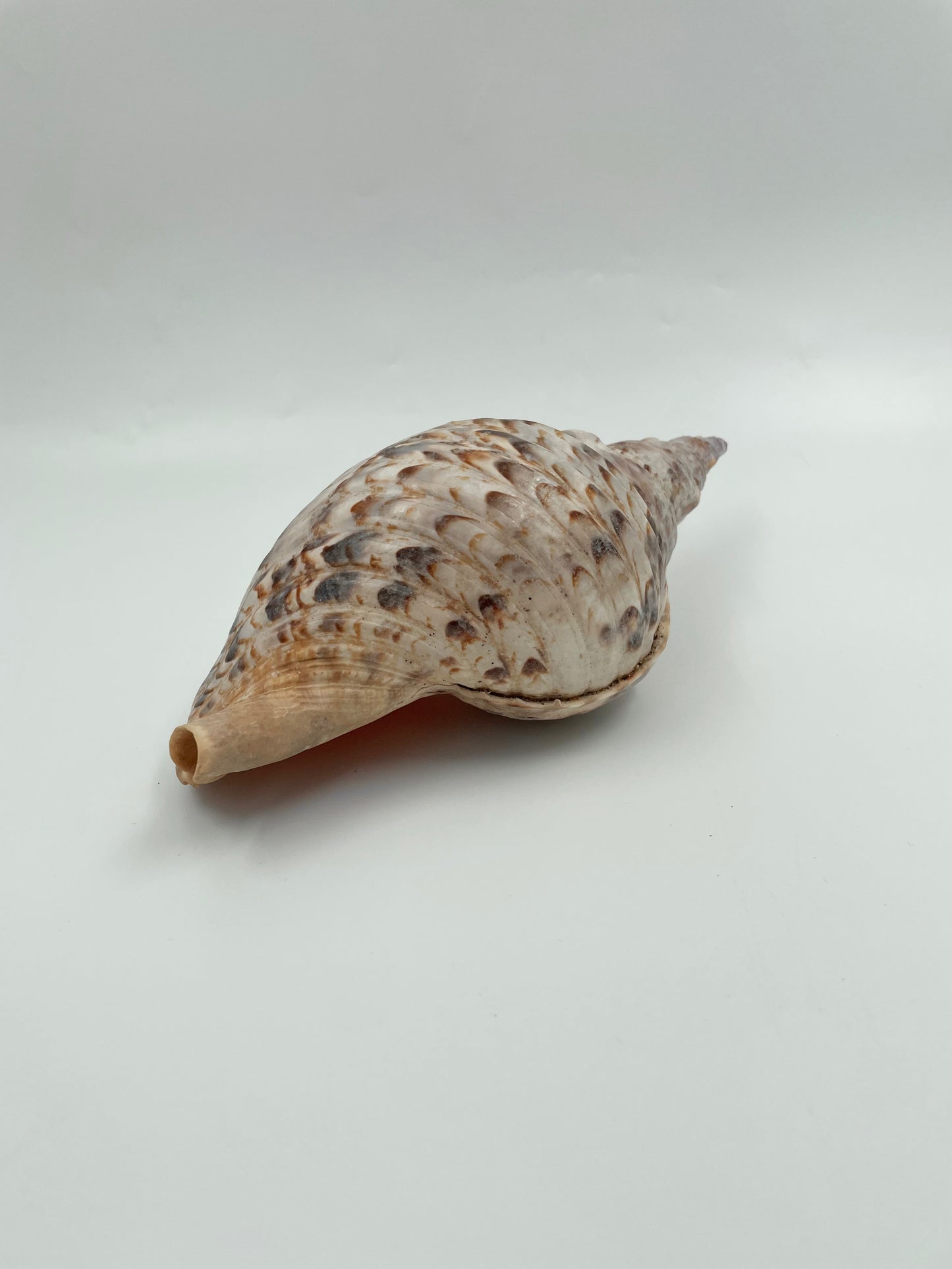 Pacific Trumpet Shell