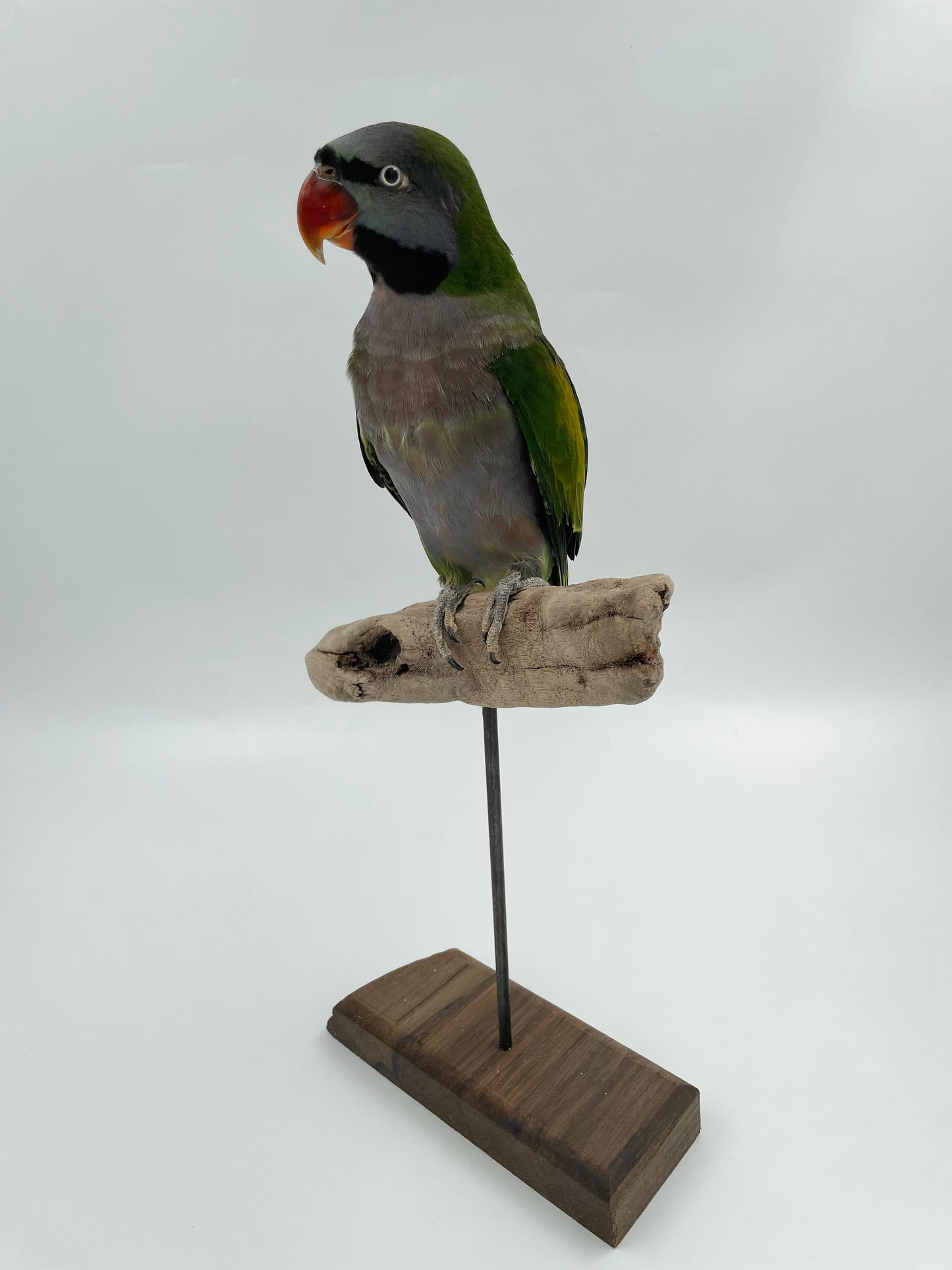 Derby Parrot