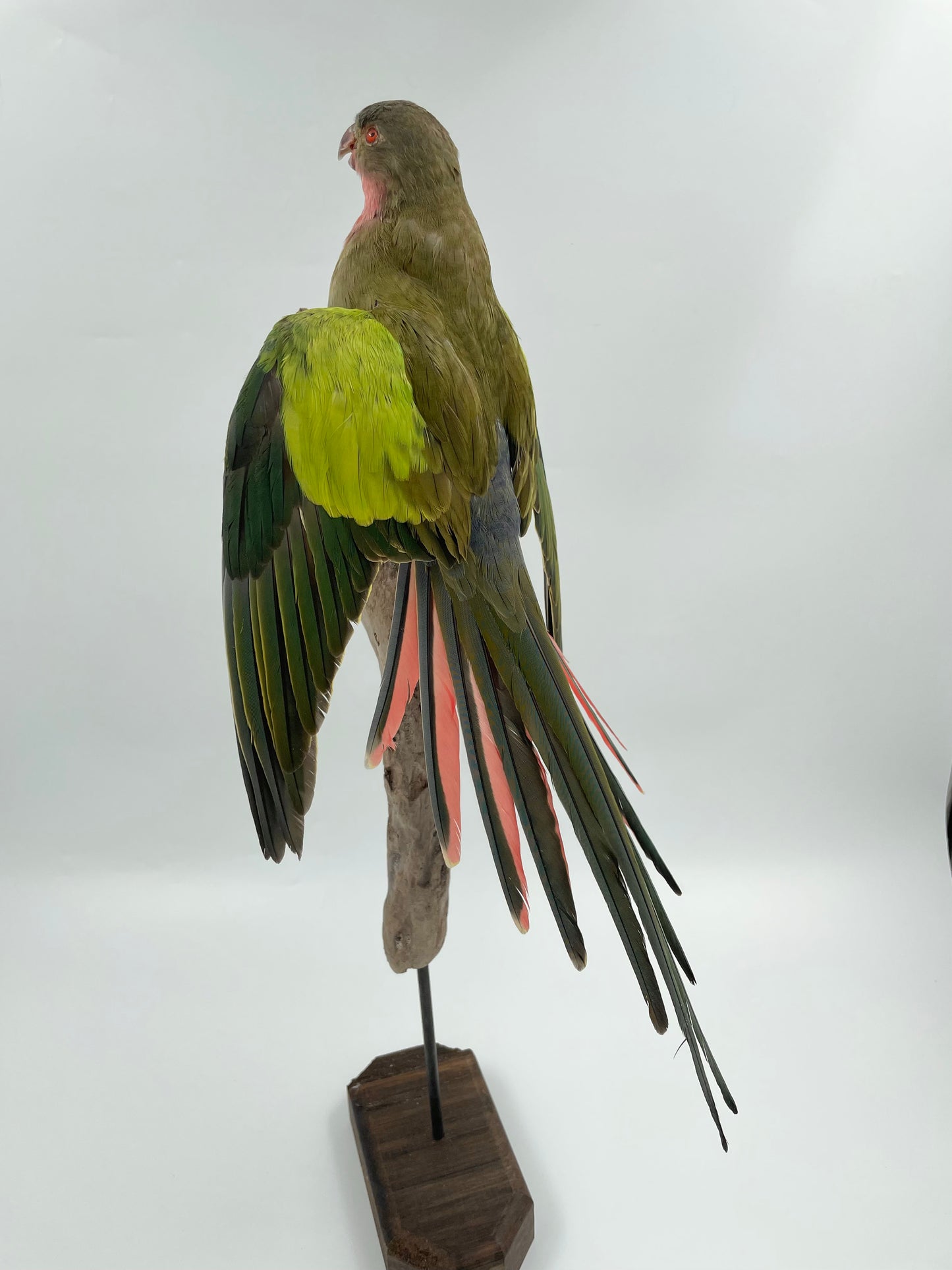 Princess Parrot