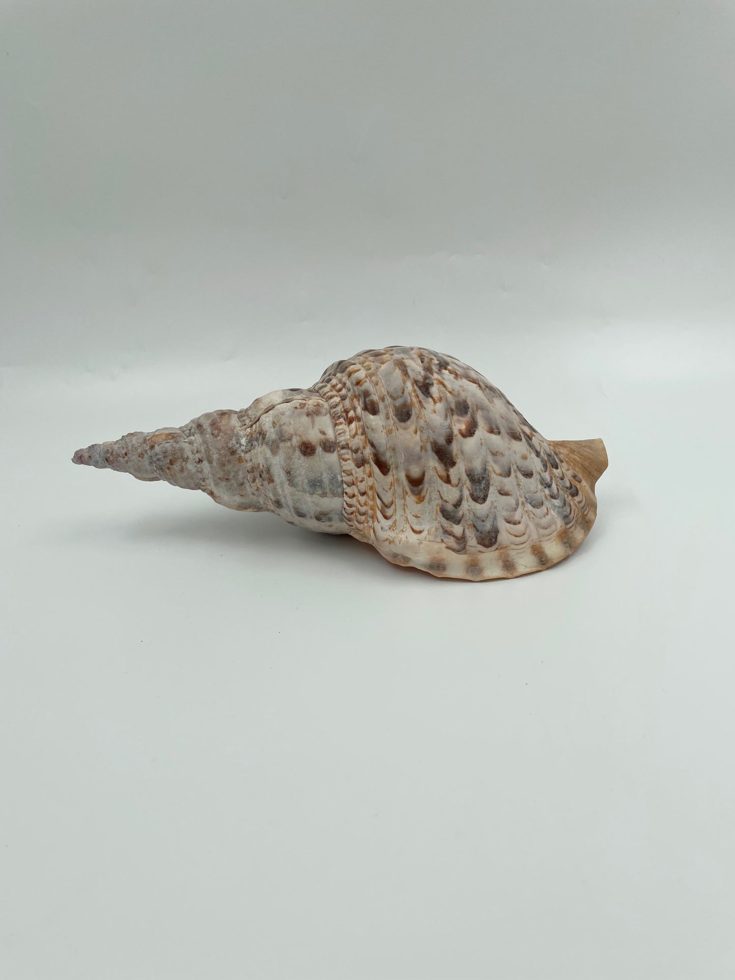 Pacific Trumpet Shell