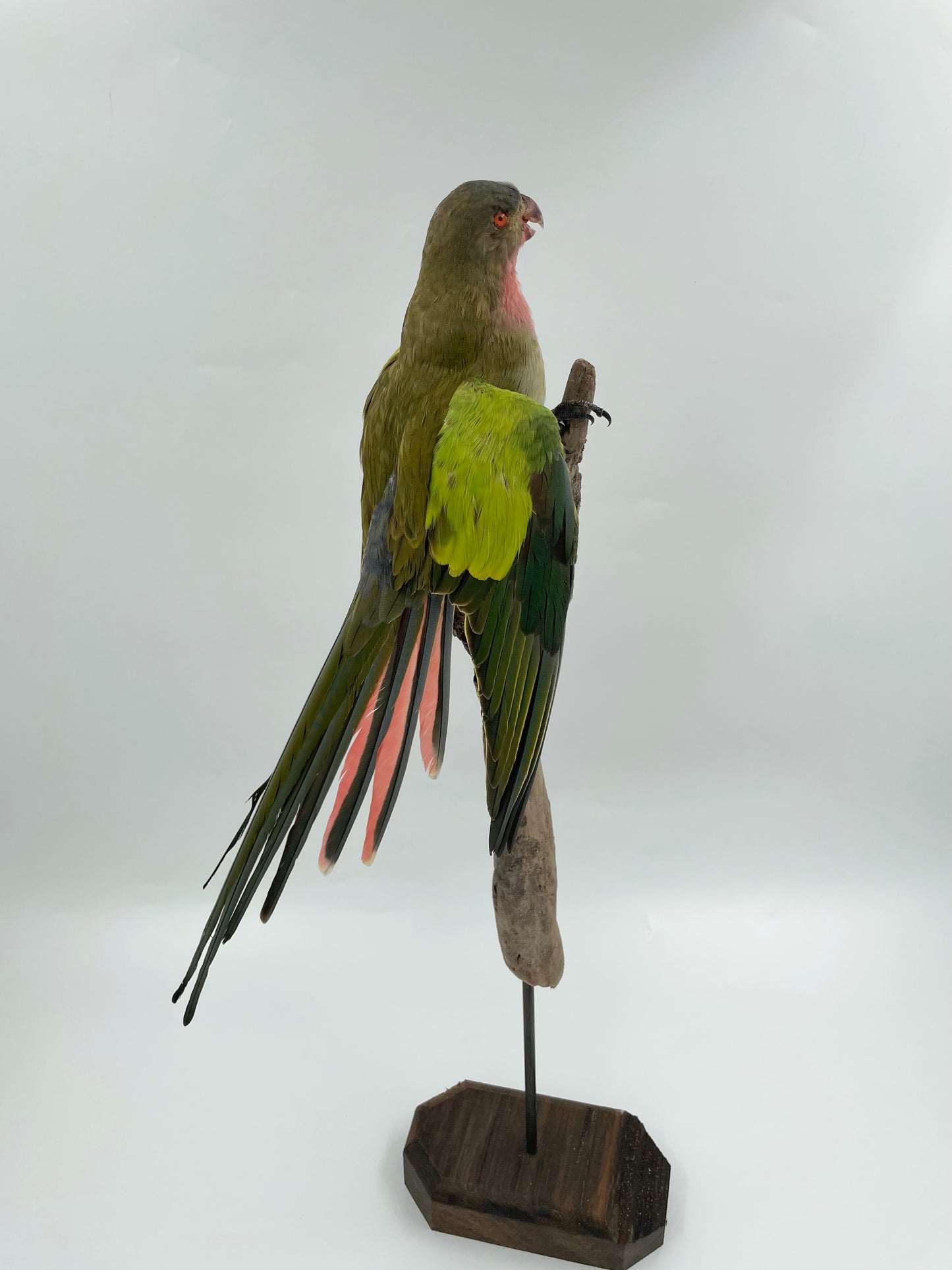 Princess Parrot