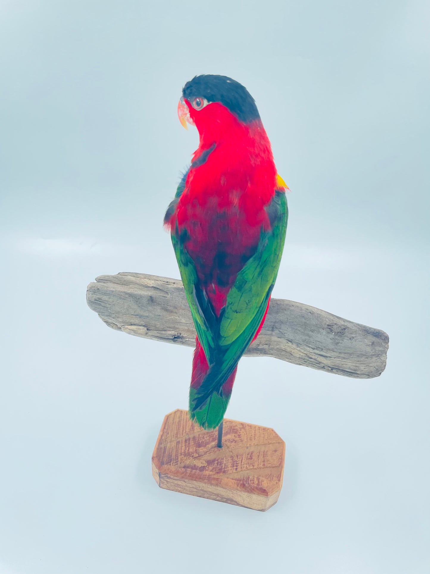 Yellow Bibbed Lory