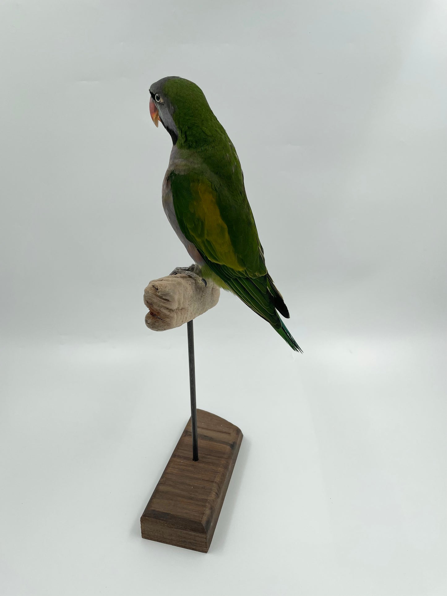 Derby Parrot