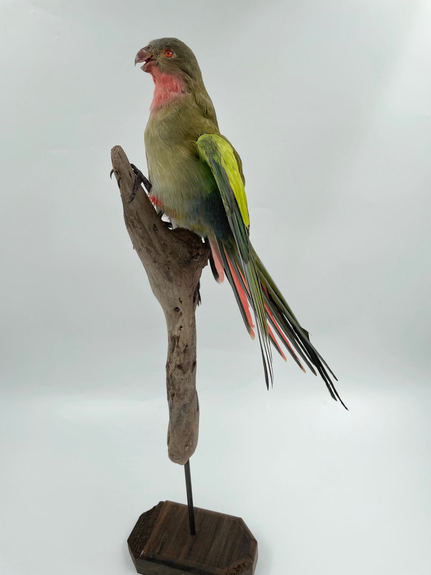 Princess Parrot