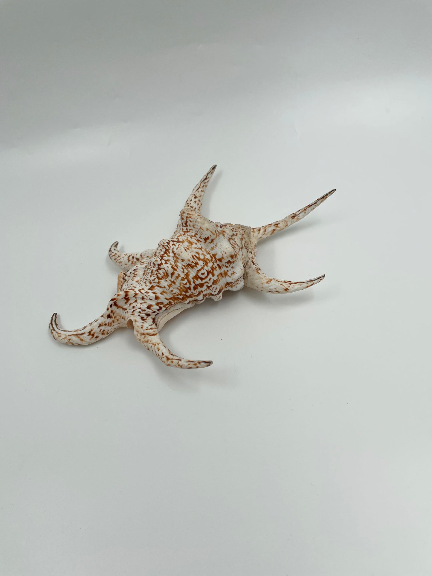 Sea Shell