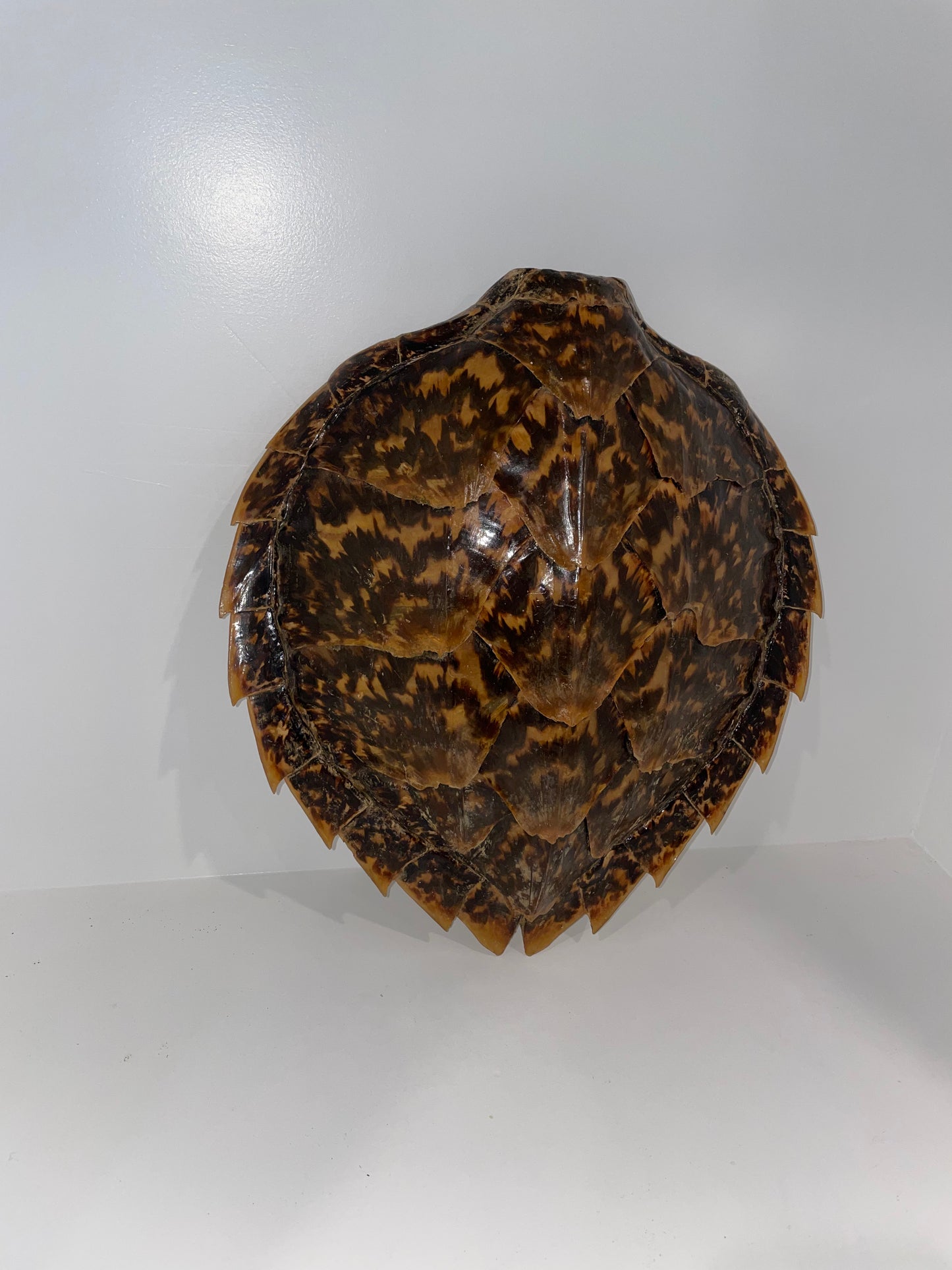 Hawksbill Turtle Shell