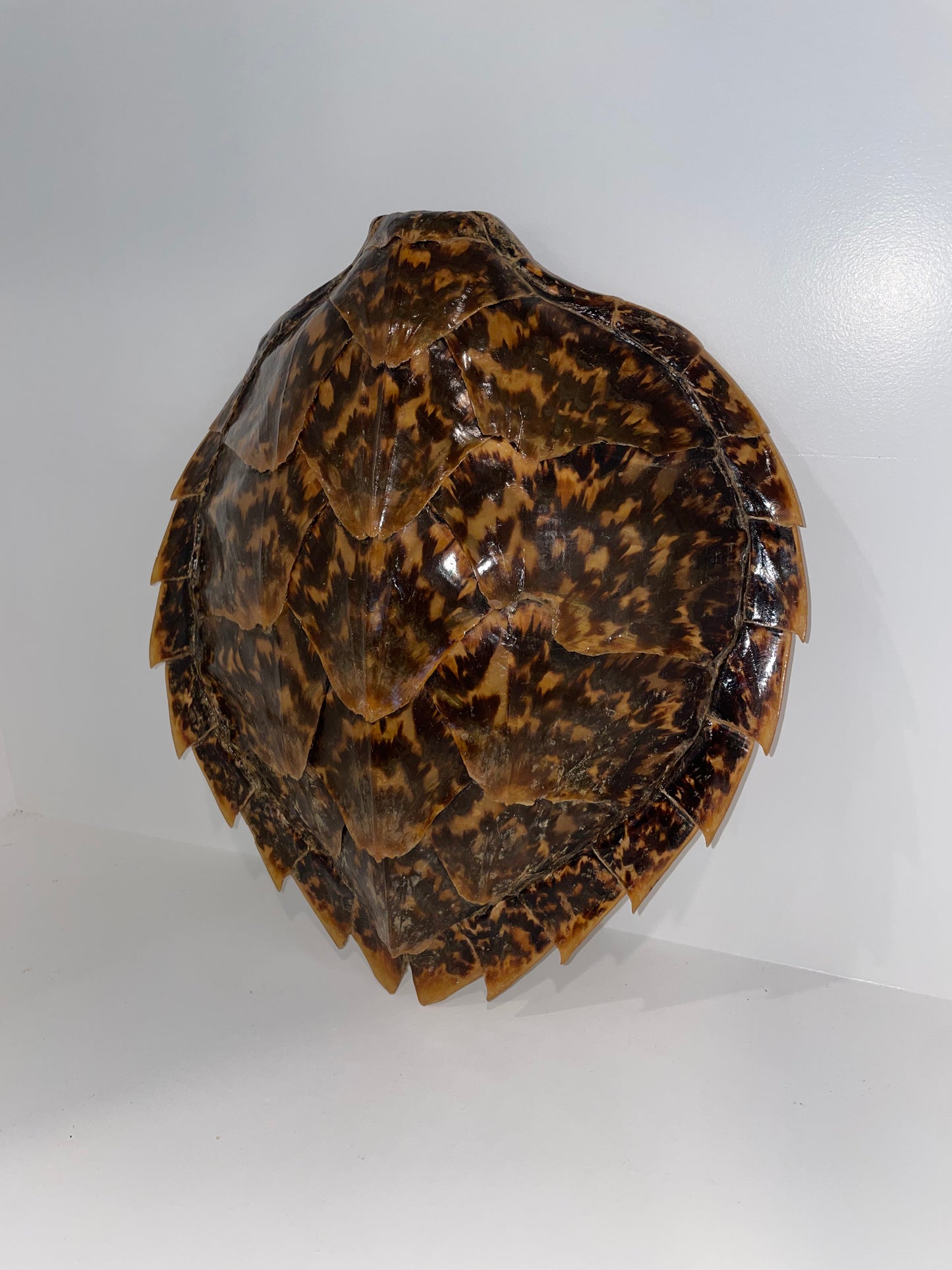 Hawksbill Turtle Shell