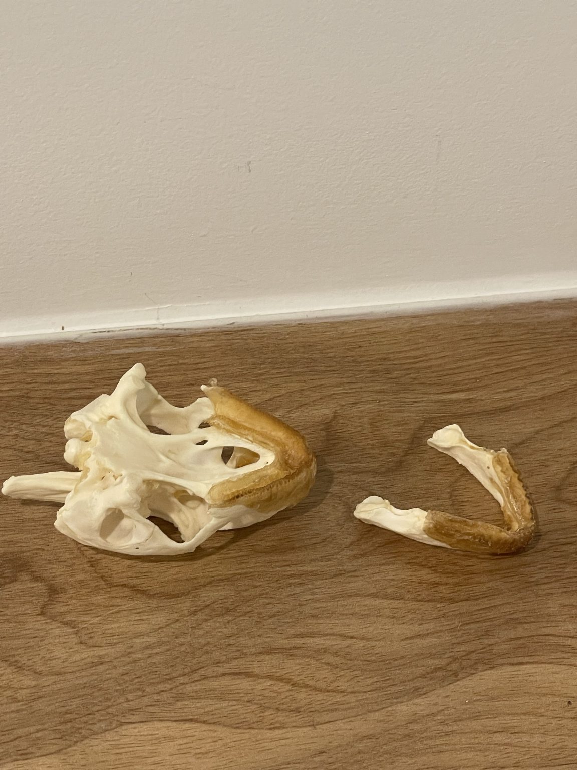 Leopard Tortoise Skull Large