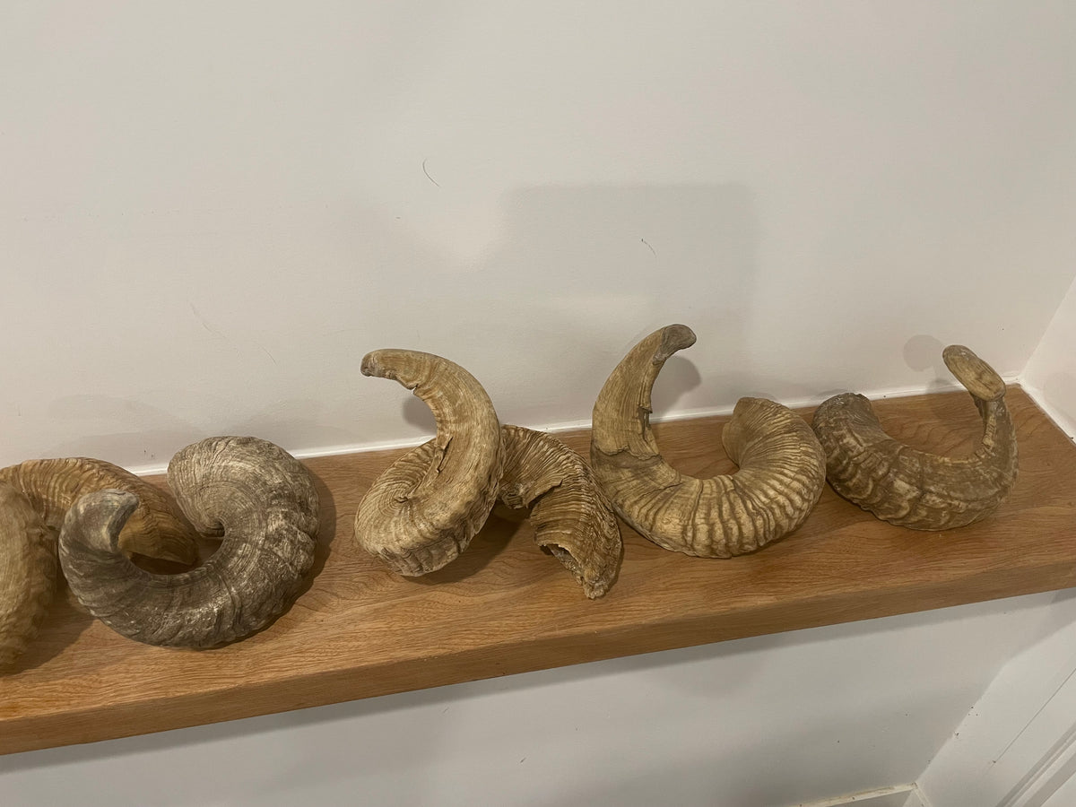 10 Marino Horns