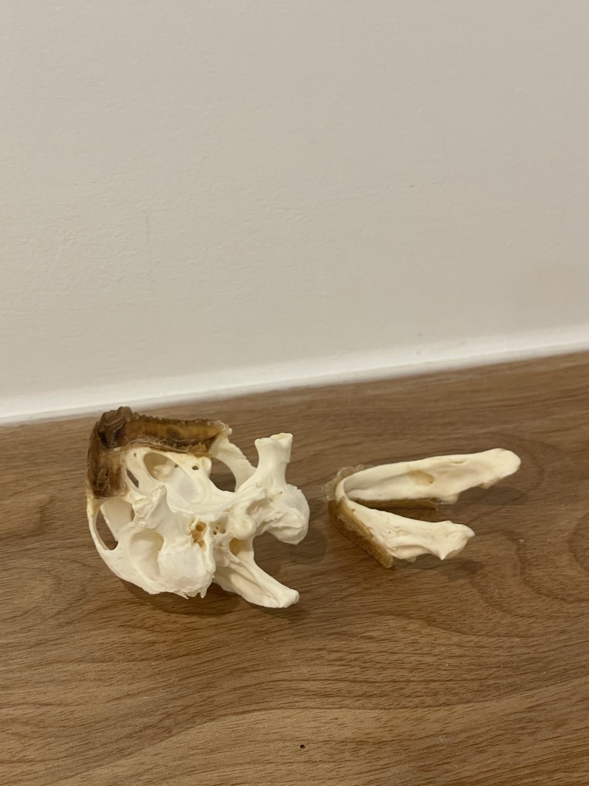 Leopard Tortoise Skull Medium