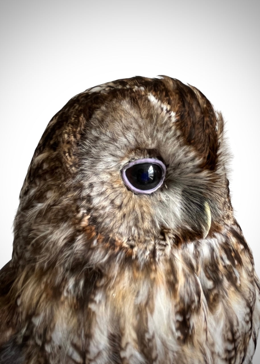 Tawny Owl