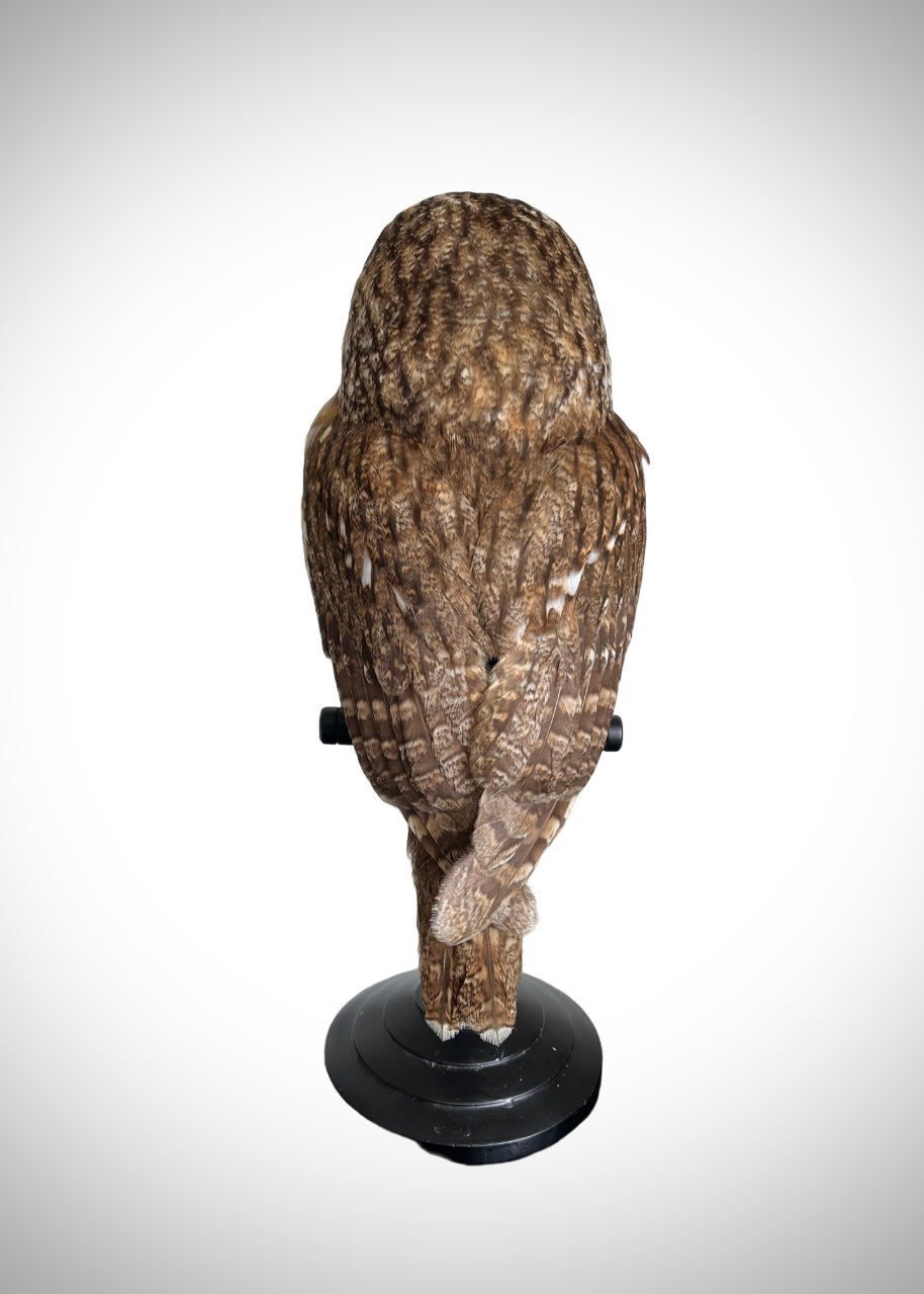 Tawny Owl
