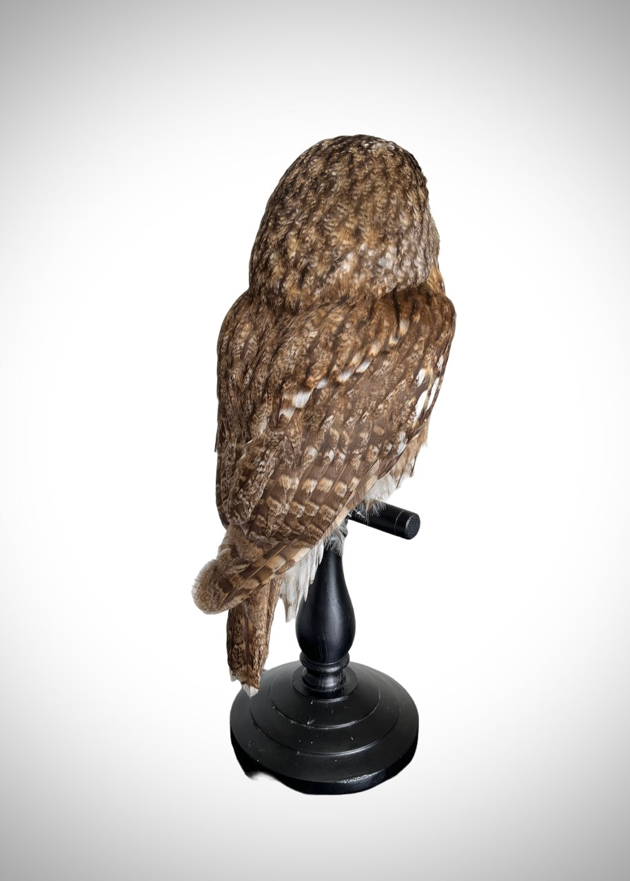 Tawny Owl
