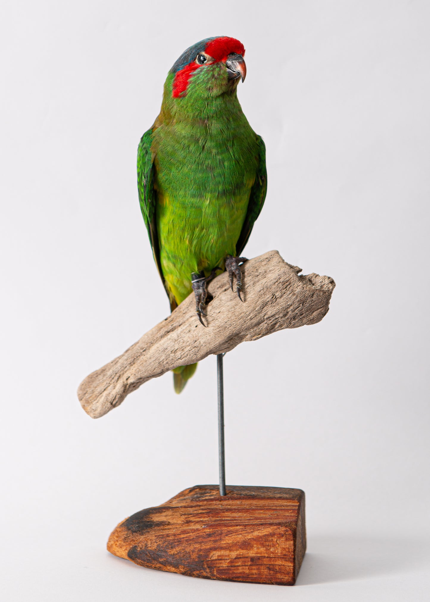 Musk Lory