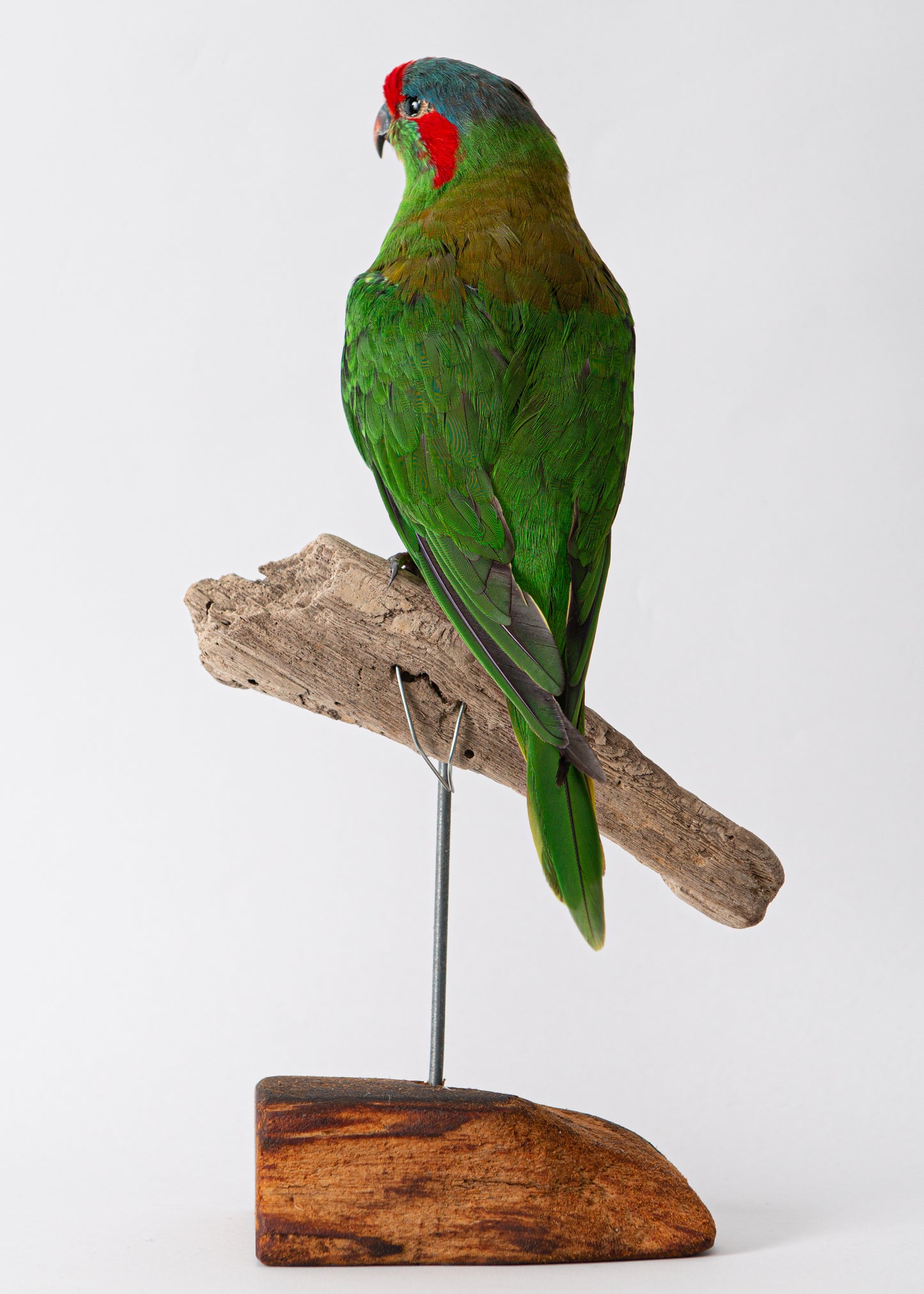 Musk Lory