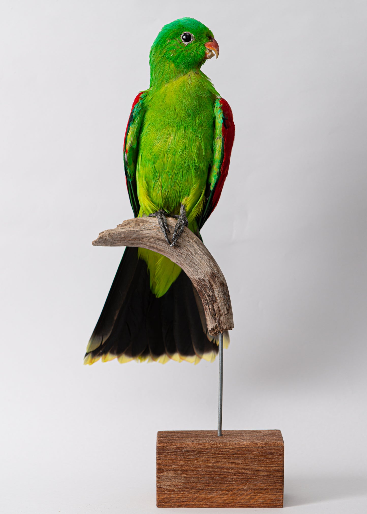 Crimson Winged Parrot