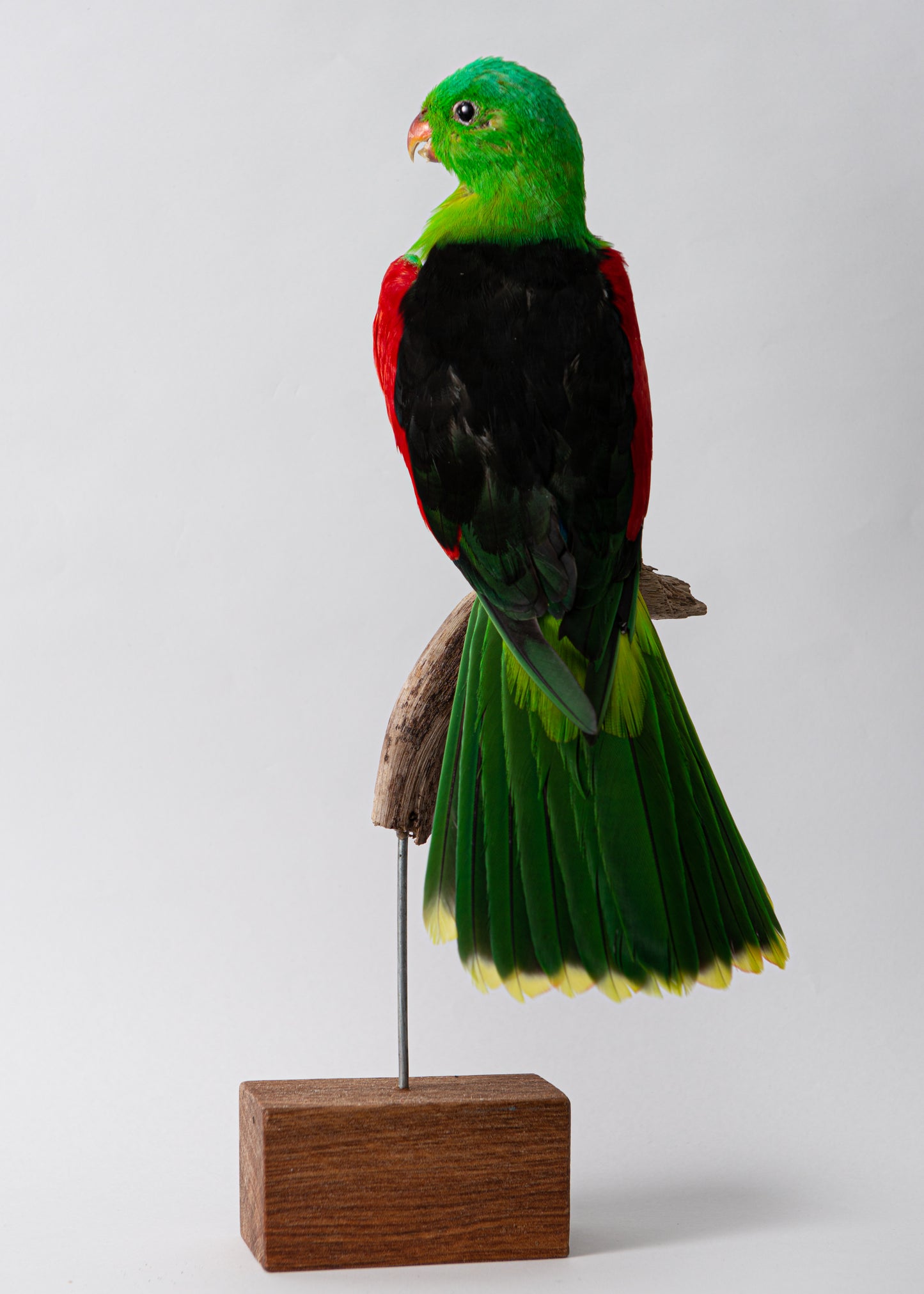 Crimson Winged Parrot