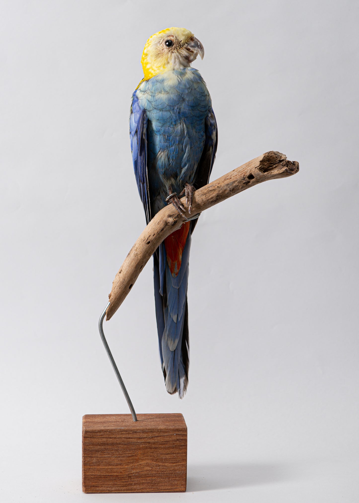 Pale Headed Rosella