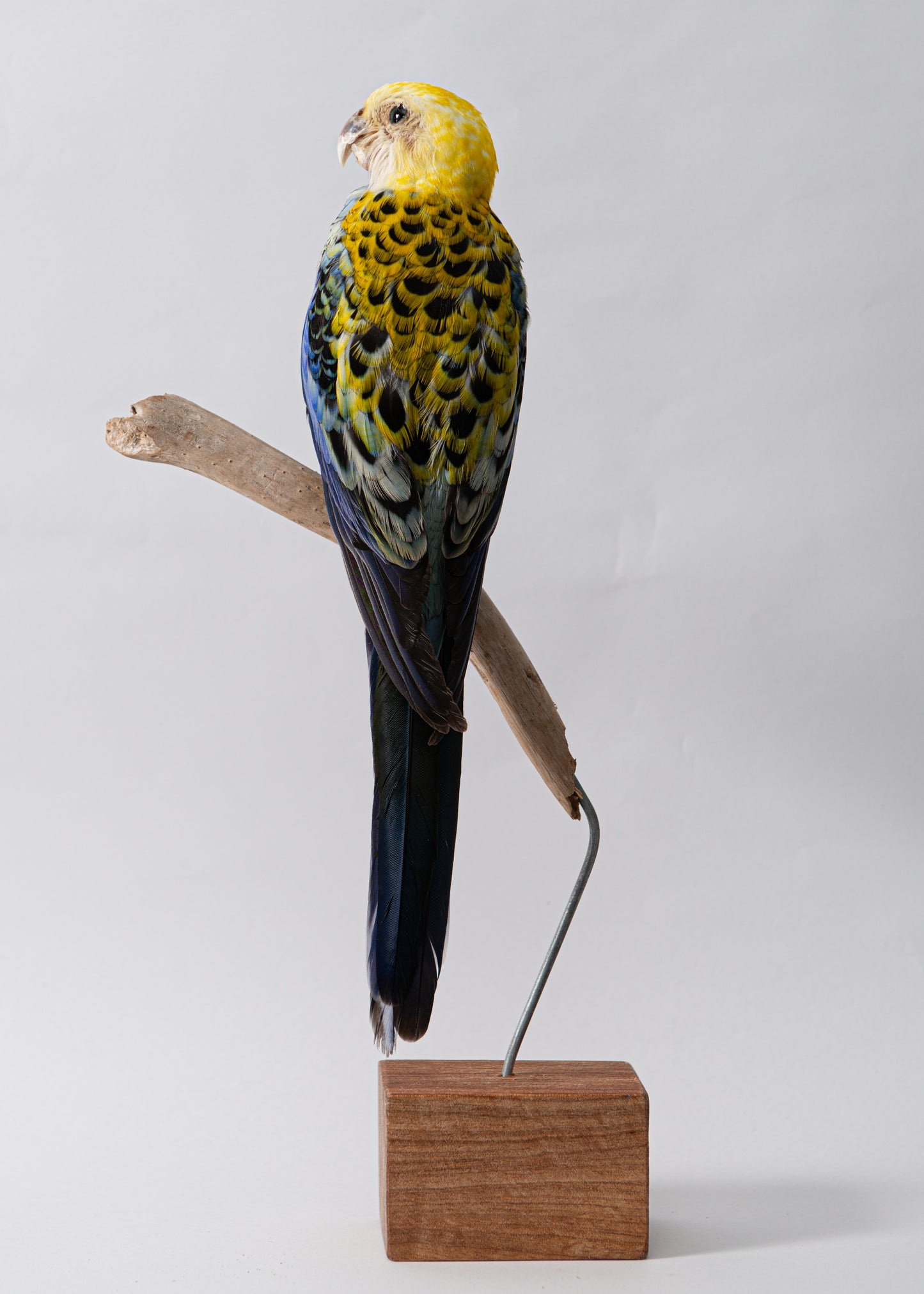 Pale Headed Rosella