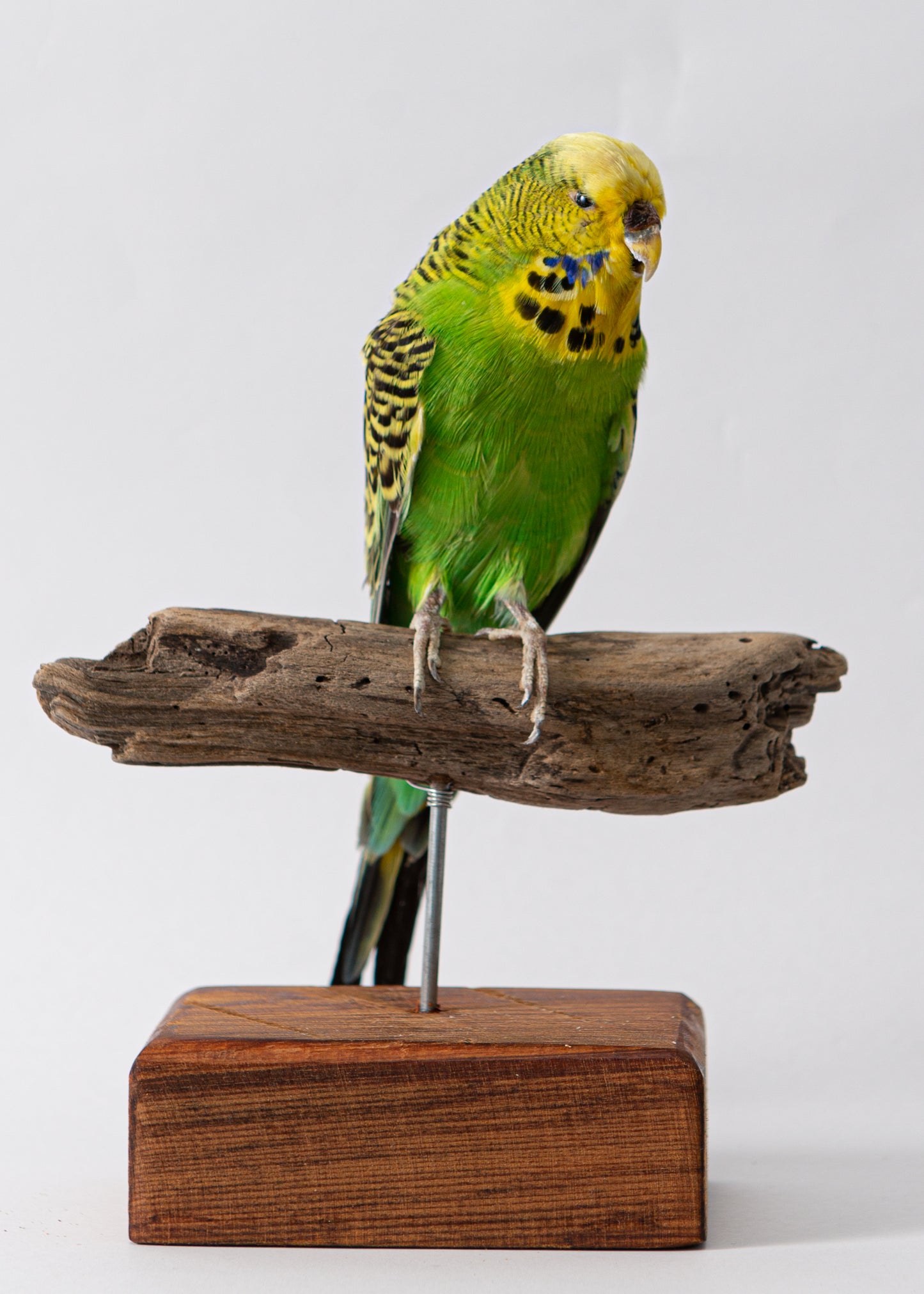 Green Budgie