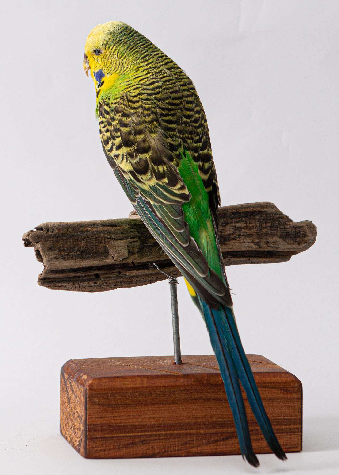 Green Budgie