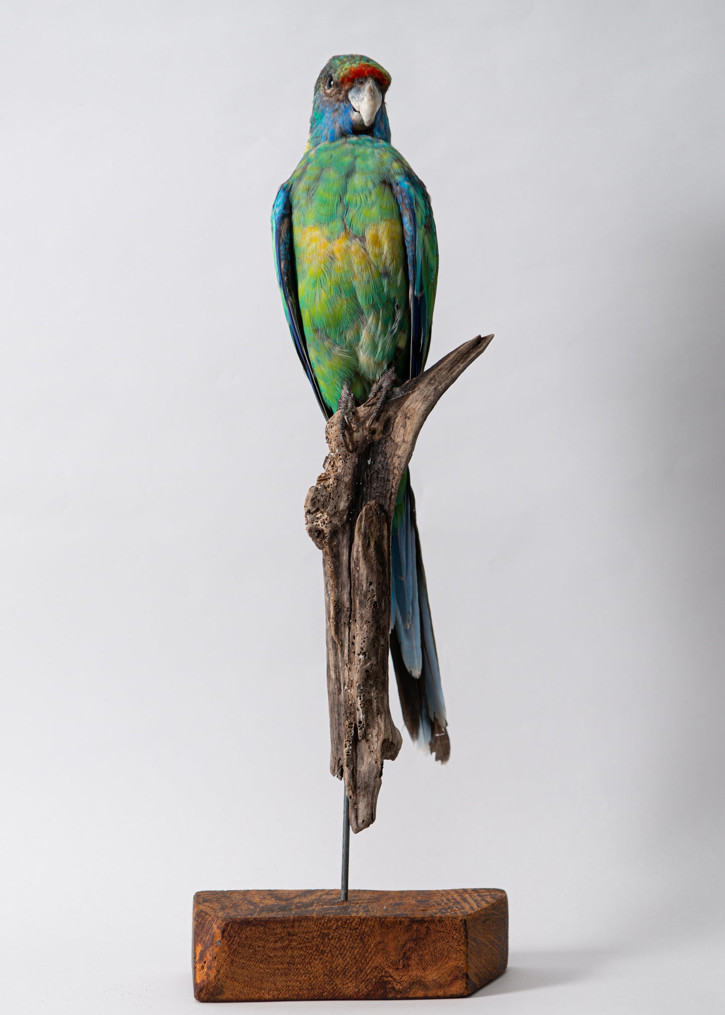 Buln Buln Parrot