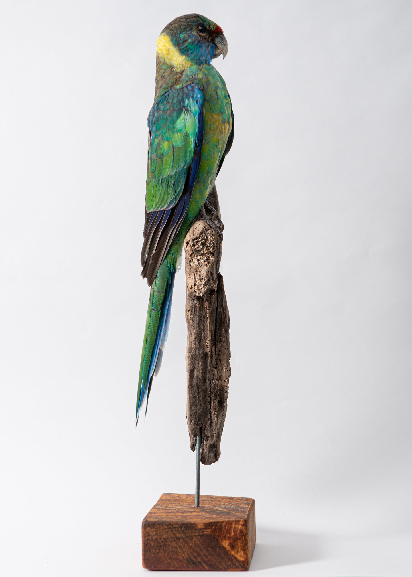 Buln Buln Parrot