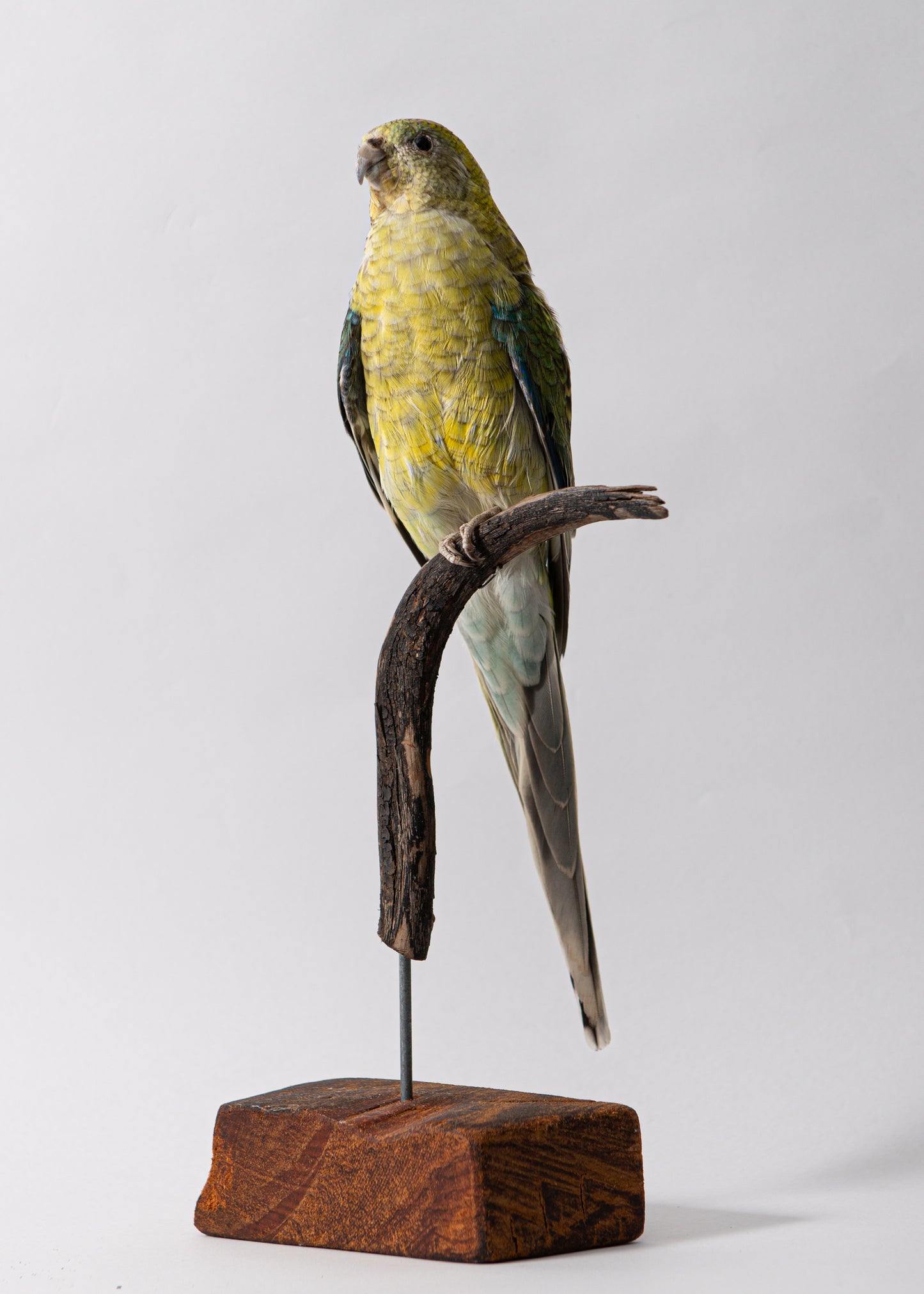Red Rump Parrot