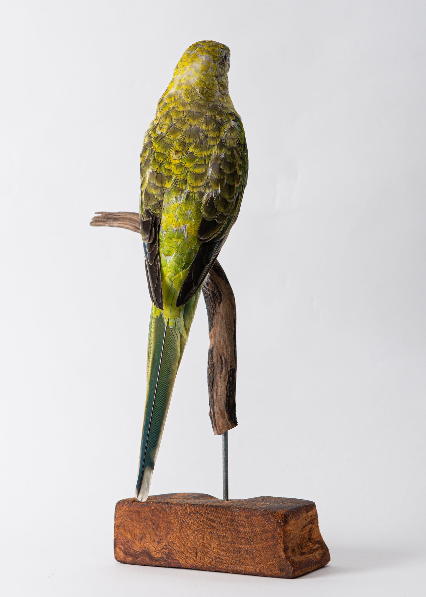 Red Rump Parrot