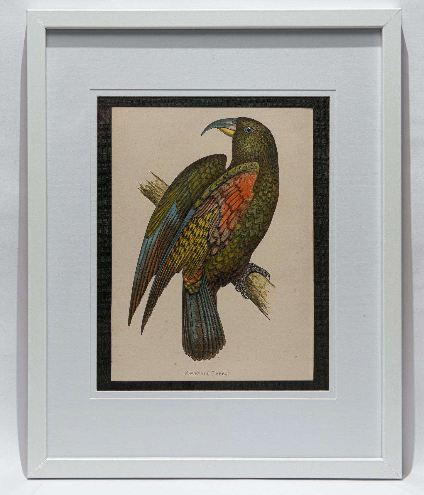 Antique Kea Print