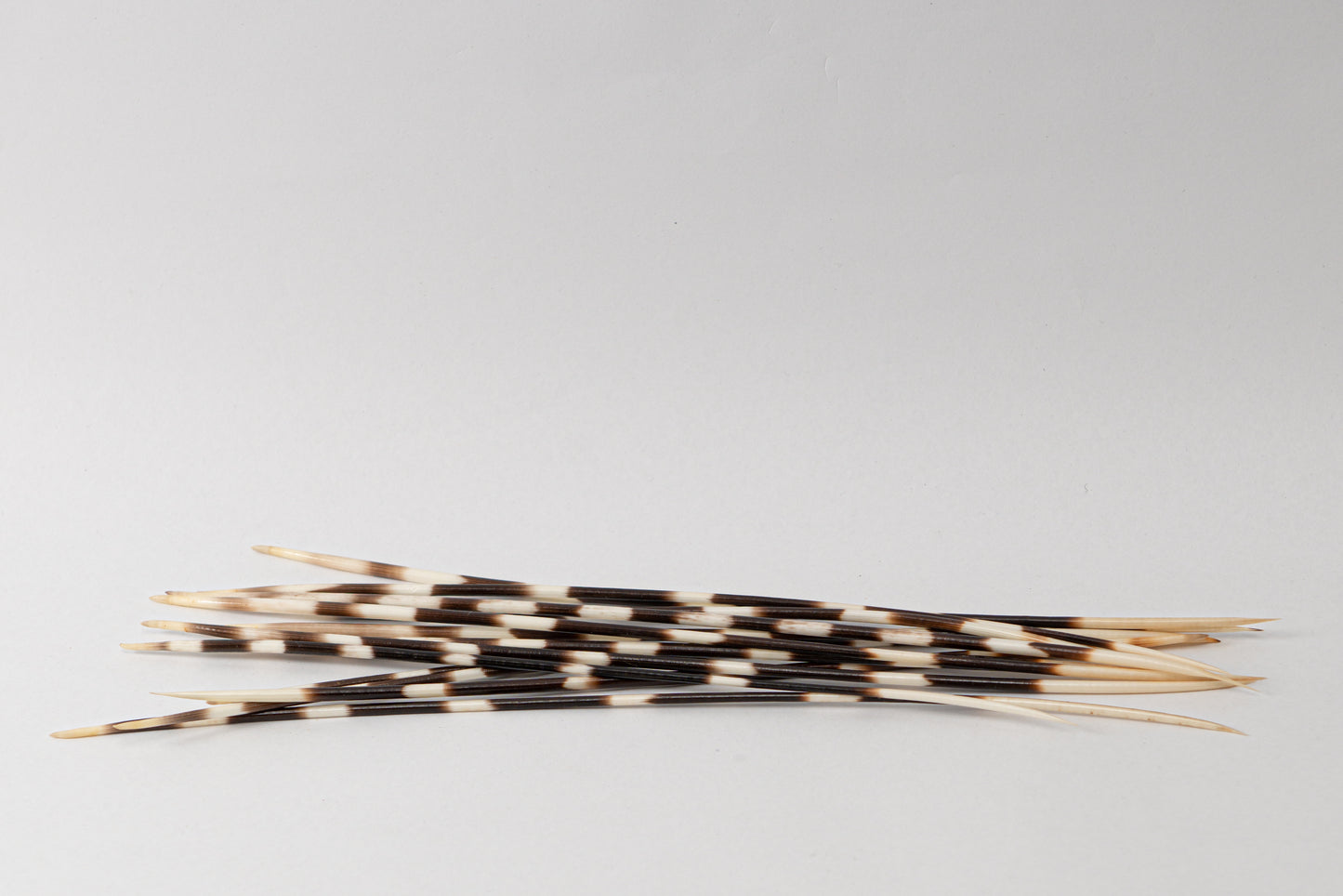 Porcupine Quills
