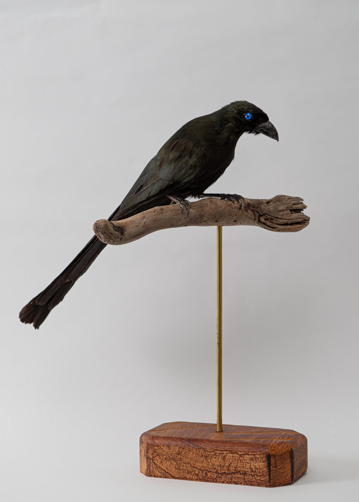 Racket Tailed Treepie