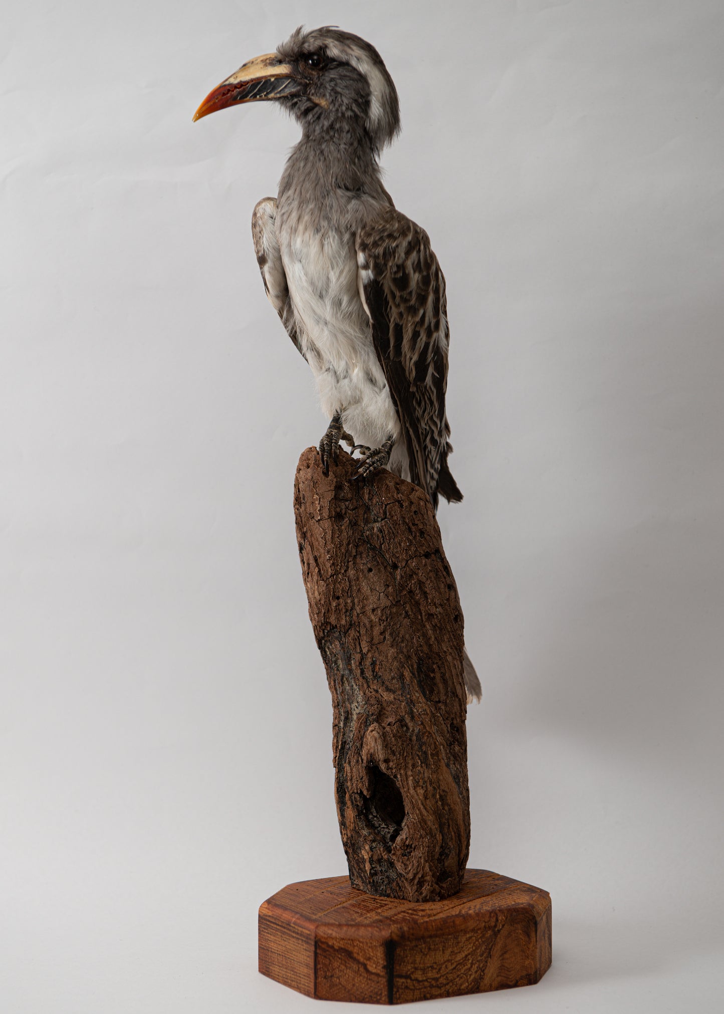 African Grey Hornbill