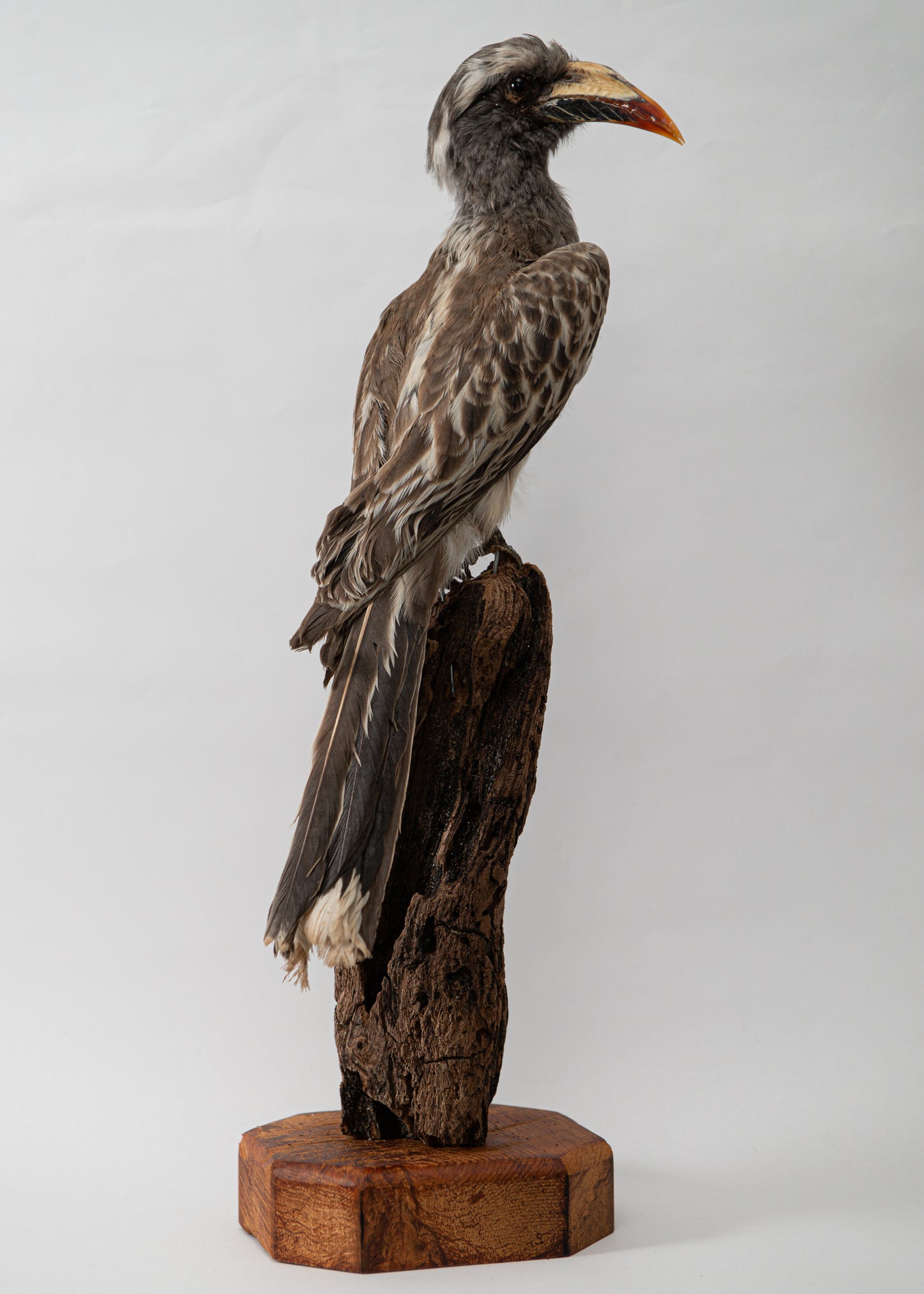 African Grey Hornbill