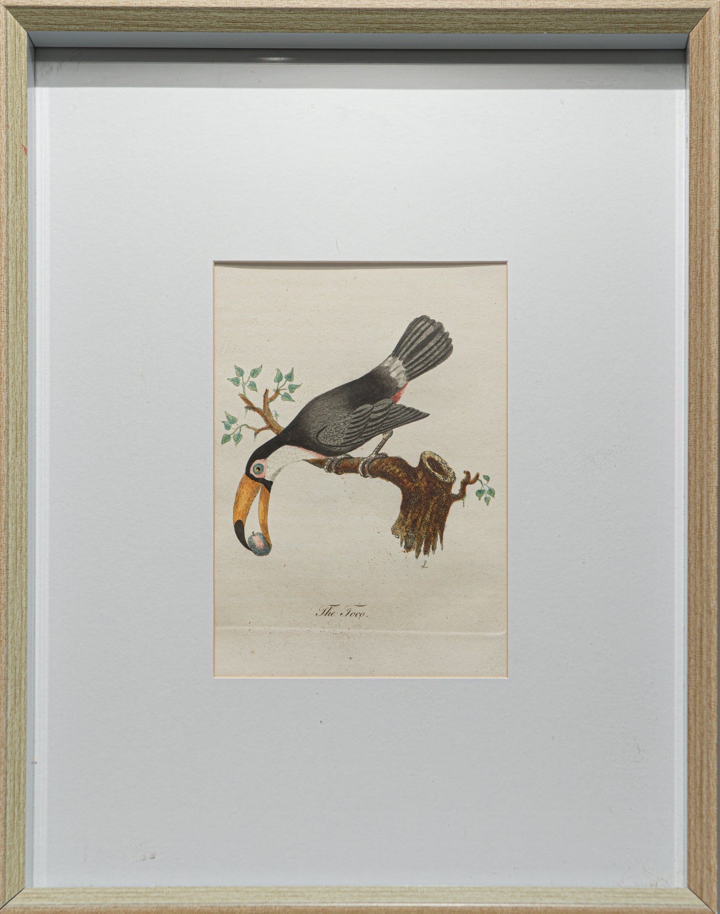 Antique Toucan Print